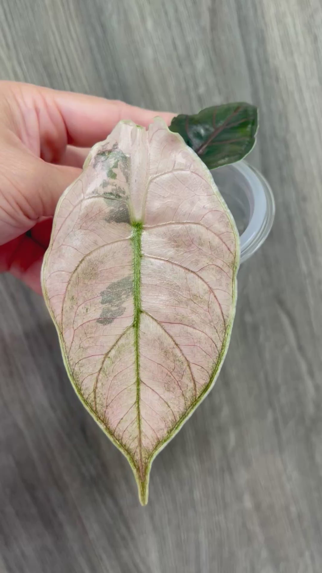 Alocasia Azlanii Pink Mint