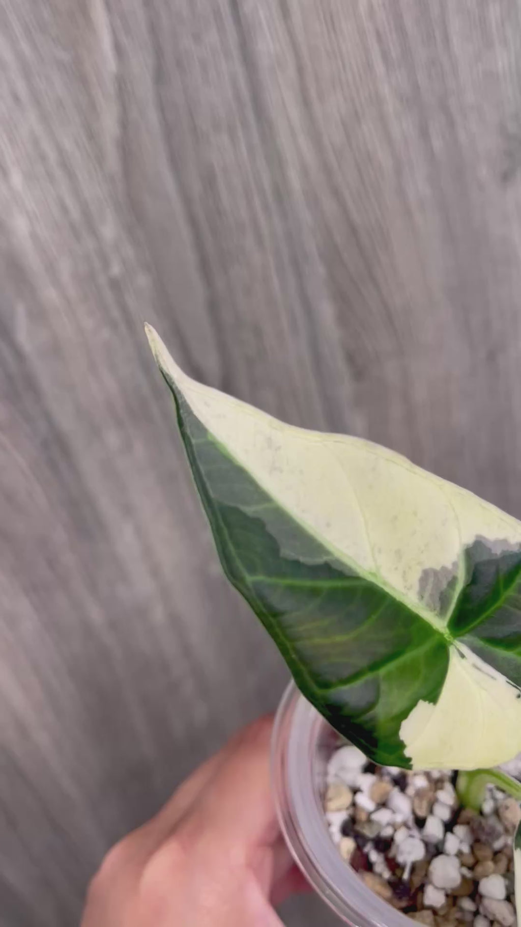 Alocasia Regal Shield Albo A