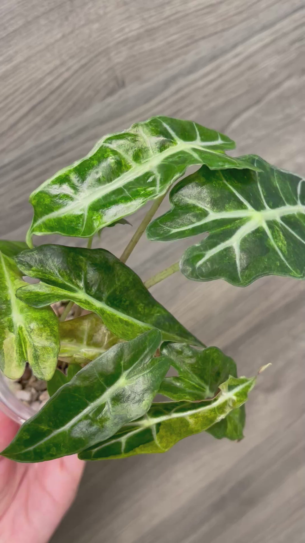 Alocasia Polly Aurea Splash B