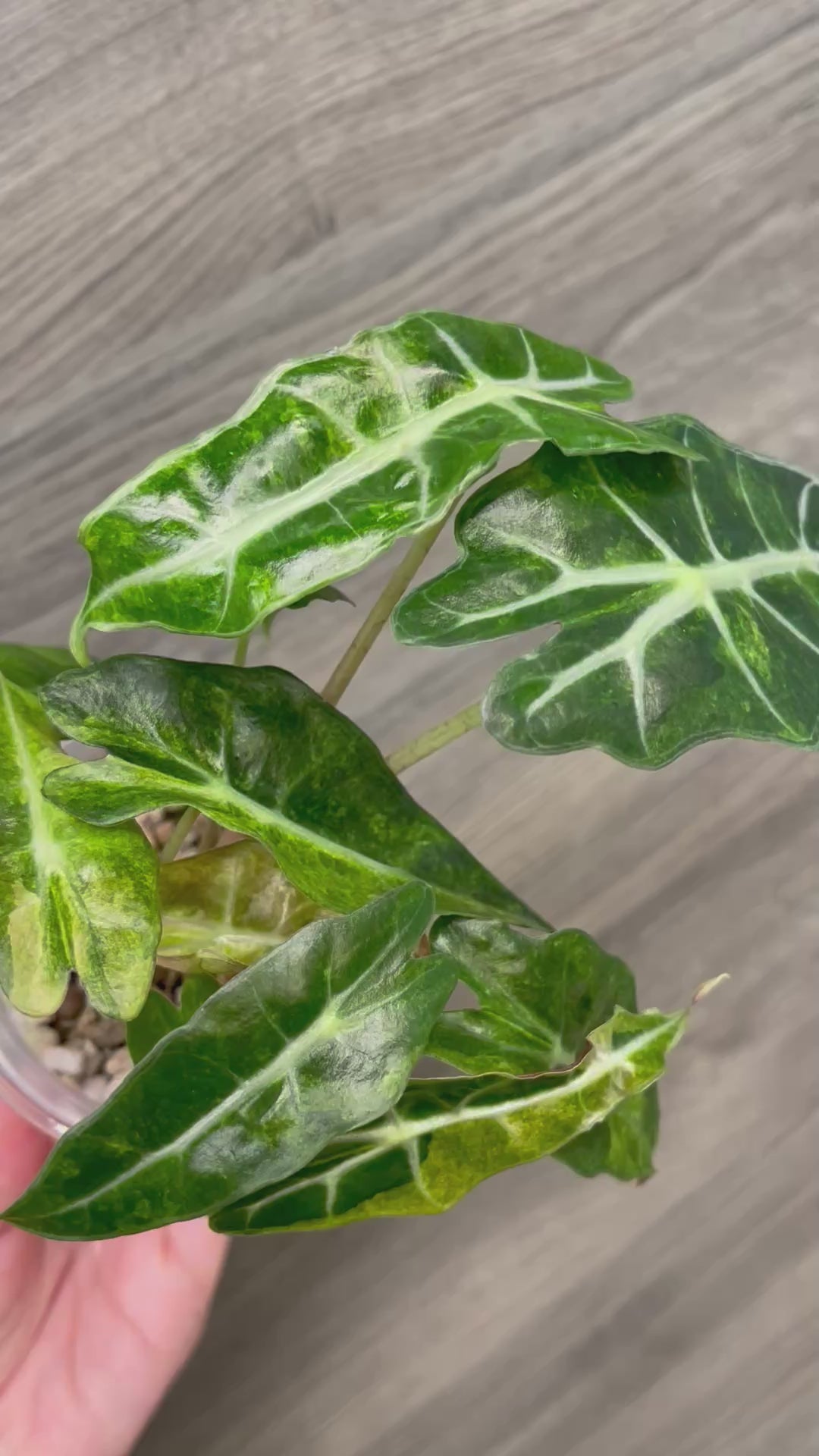 Alocasia Polly Aurea Splash B
