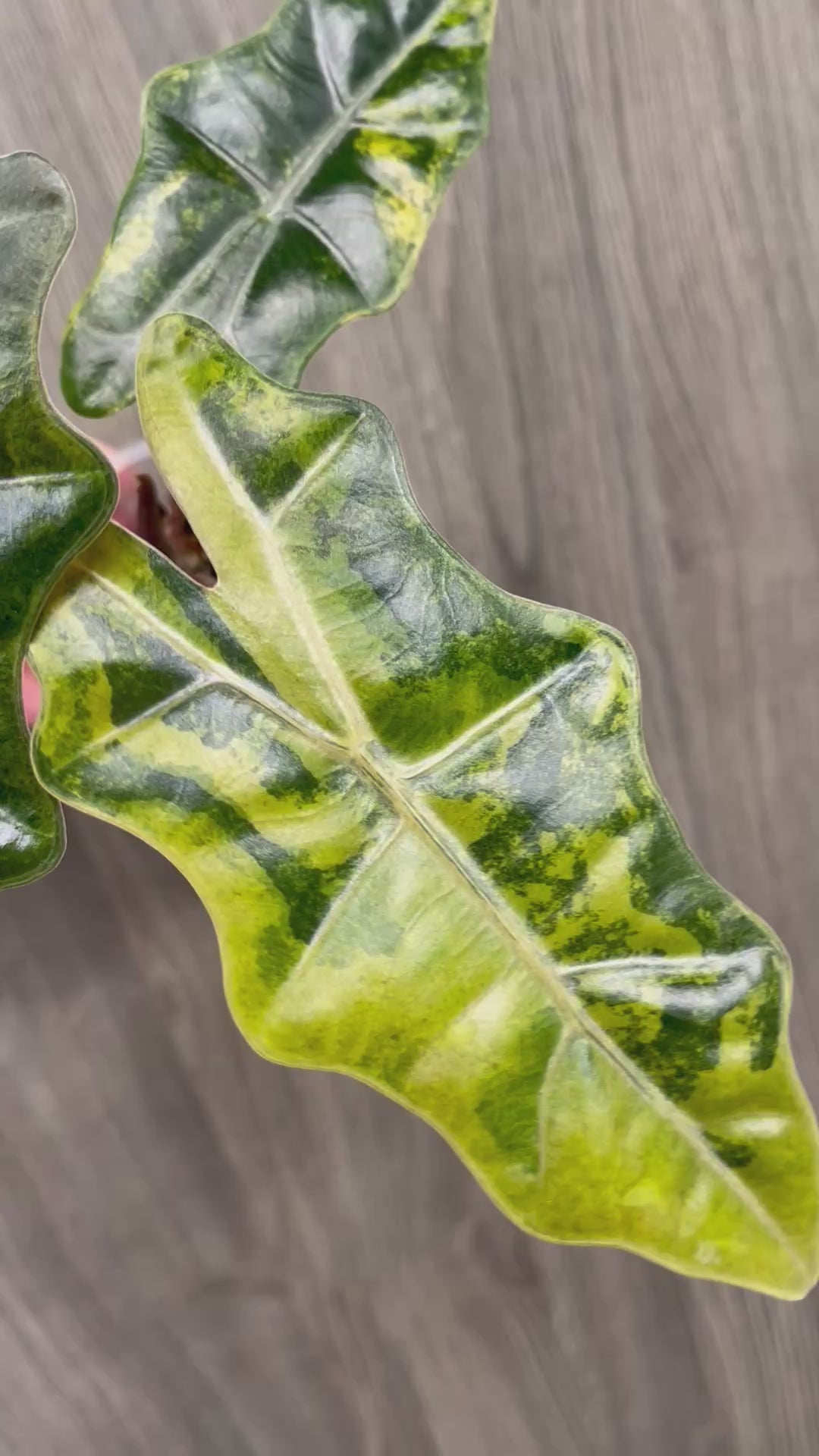 Alocasia Pseudo Aurea B