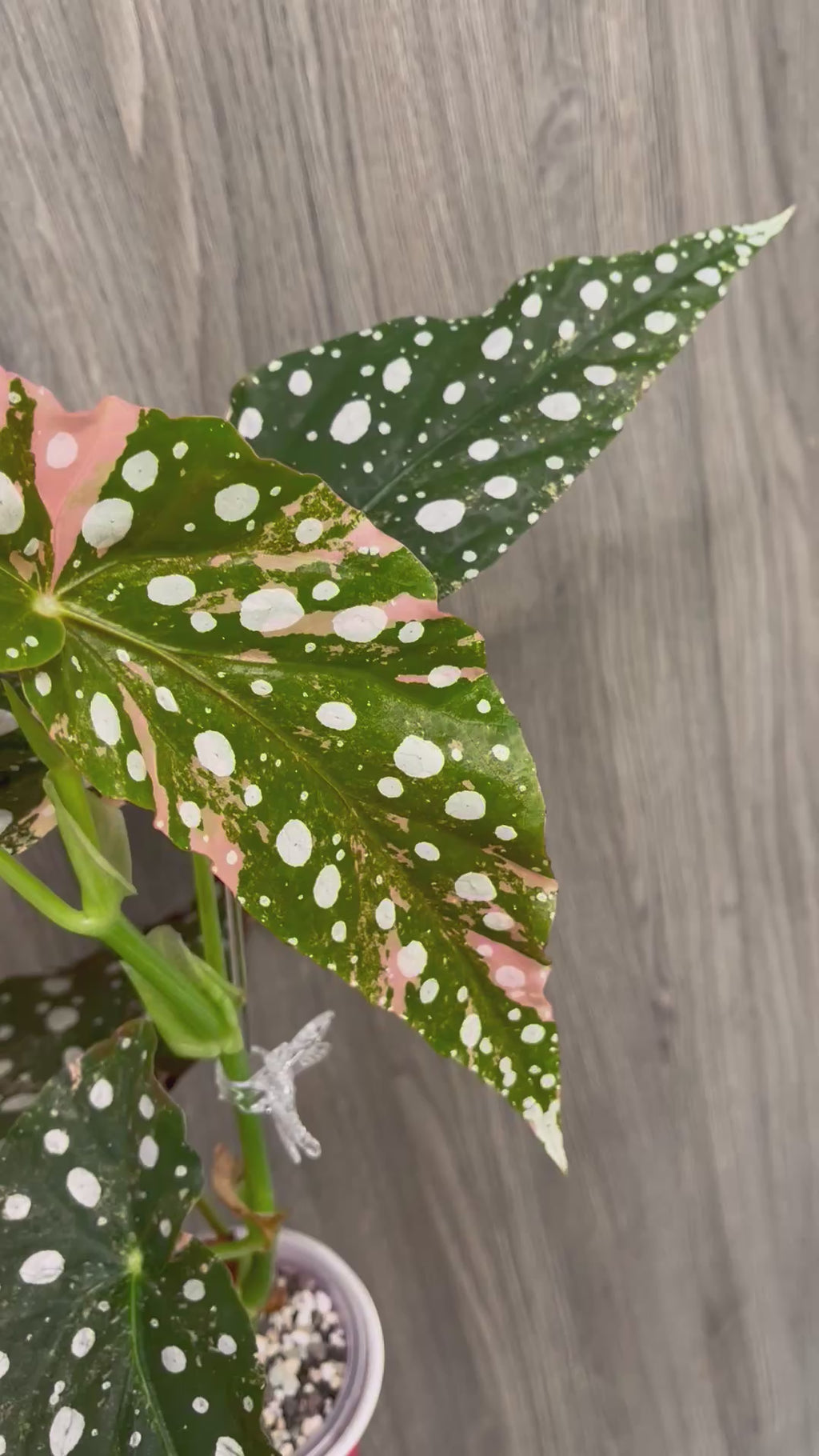 Begonia Maculata Pink A