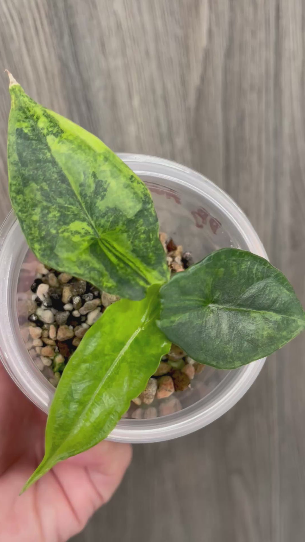 Alocasia Dragon Breath Aurea B