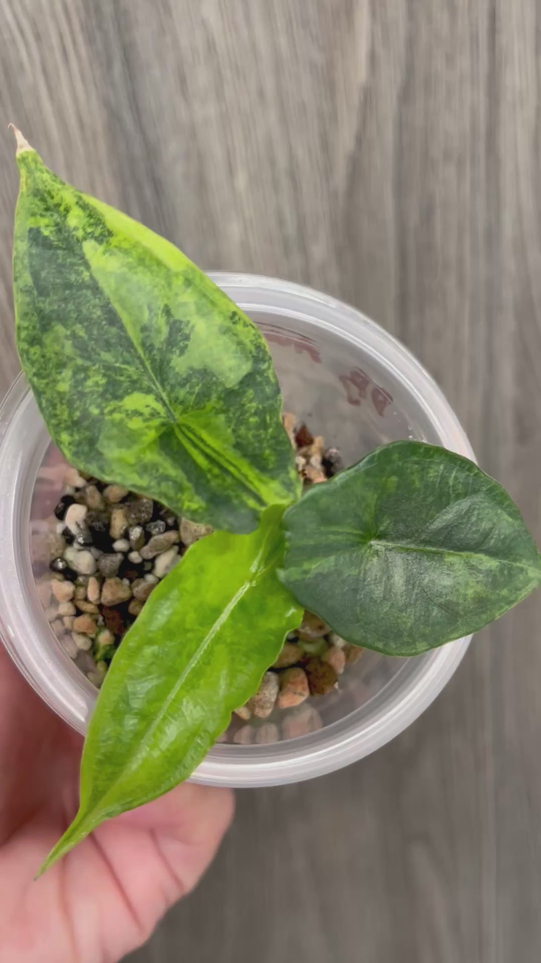 Alocasia Dragon Breath Aurea B
