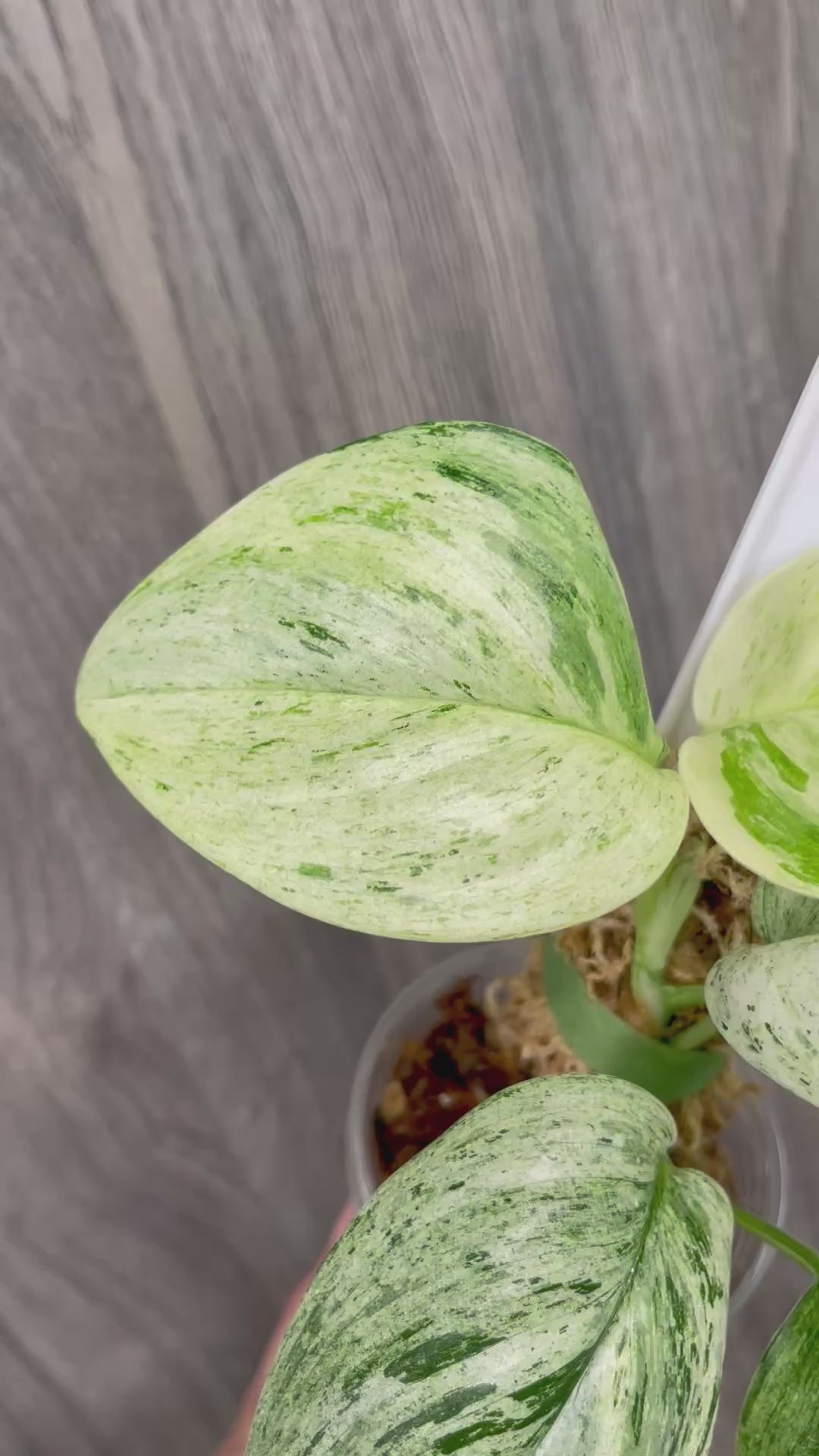 Scindapsus Treubii Marble