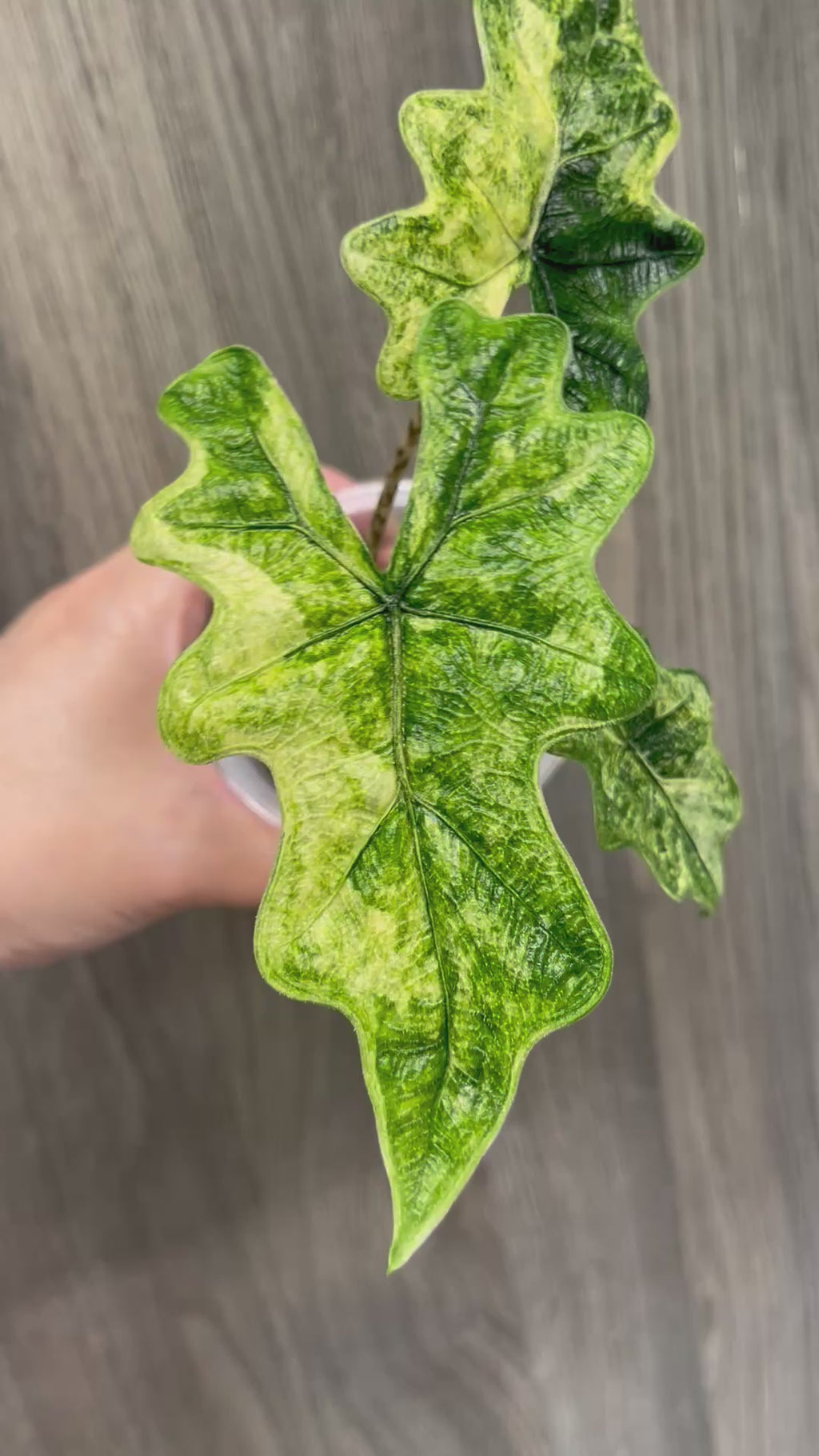 Alocasia Jacklyn Mystic