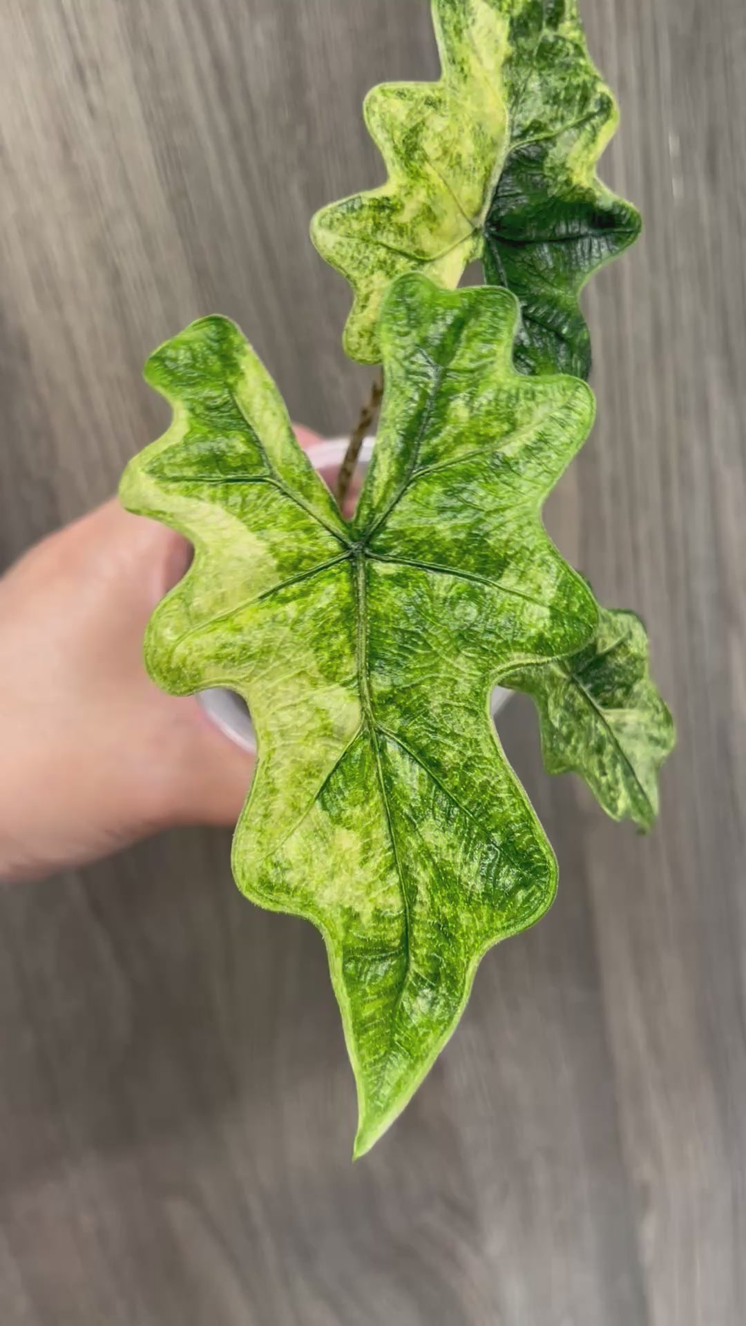 Alocasia Jacklyn Mystic