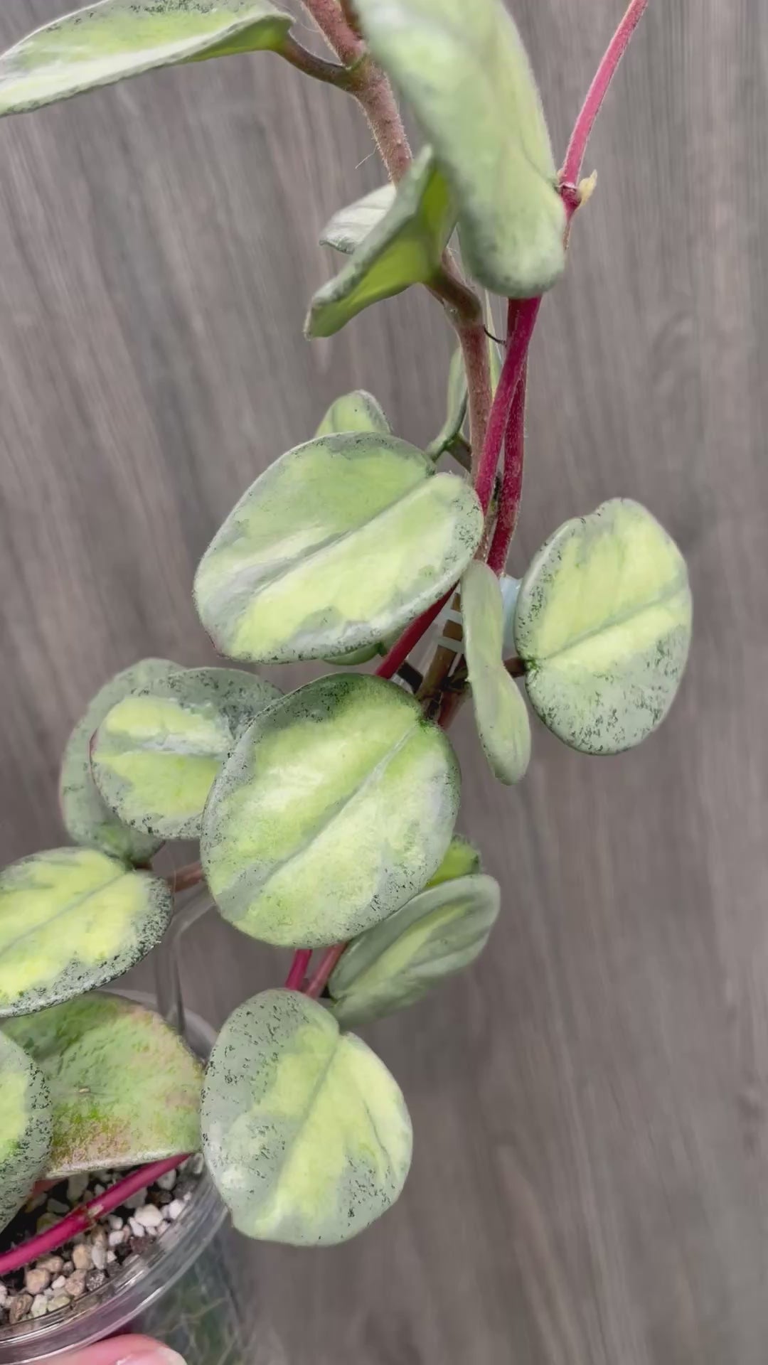 Hoya Argentea Princess