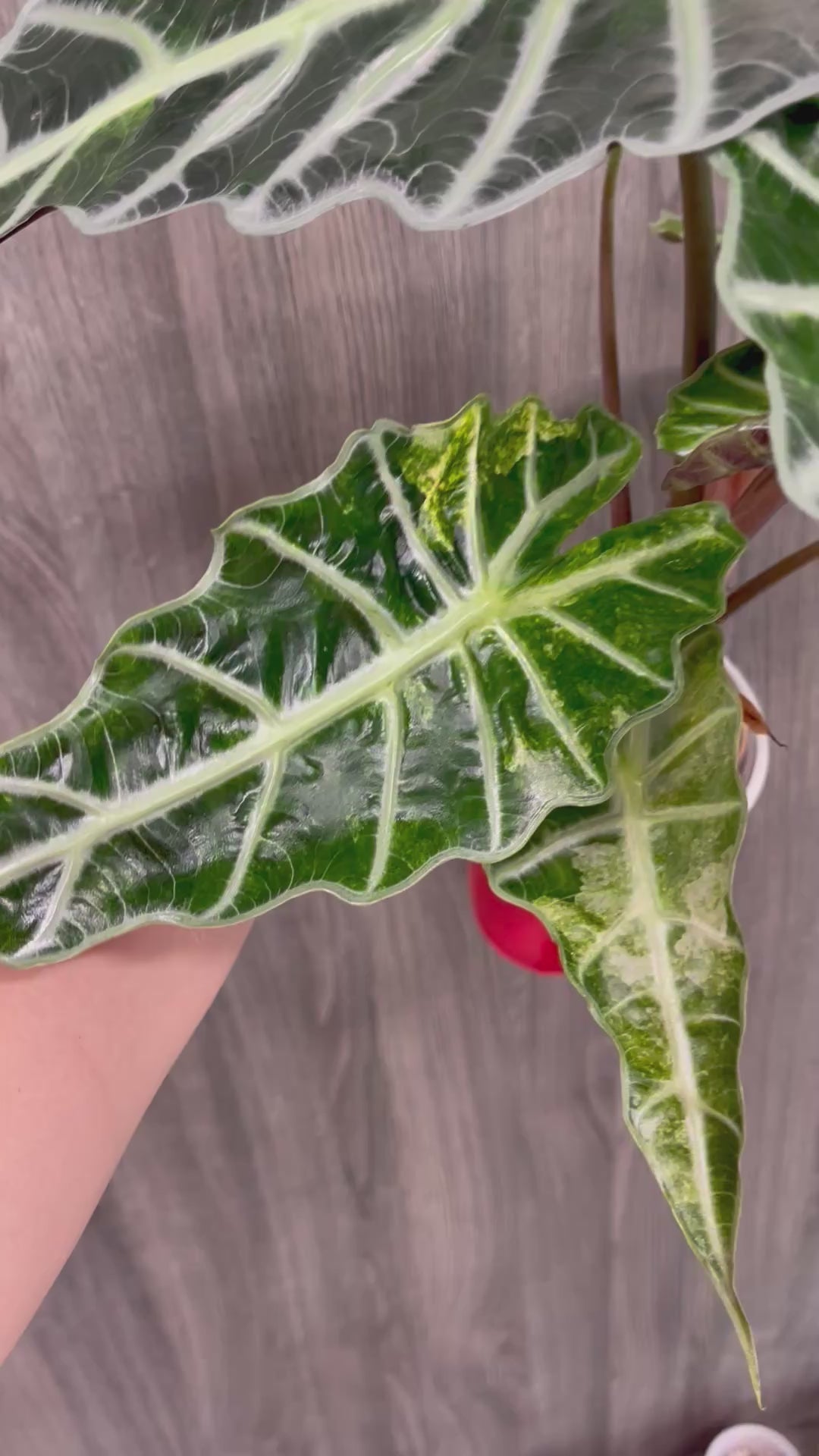 Alocasia Polly Aurea Splash