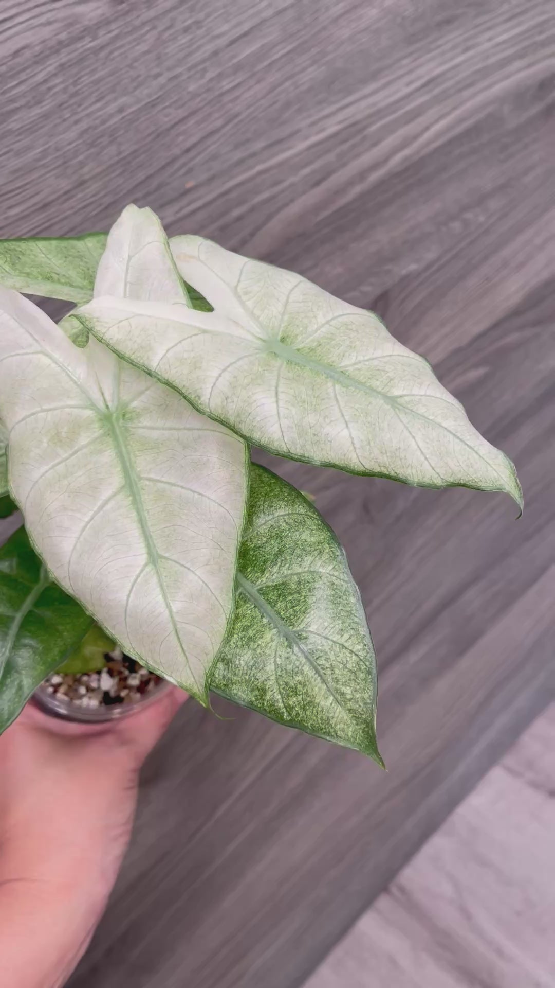 Alocasia Pink Dragon Mint