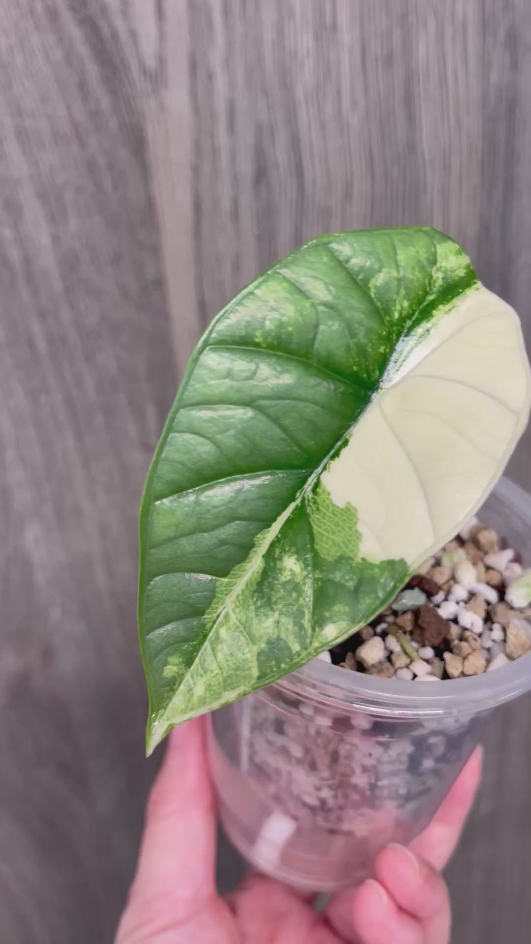 Alocasia Bisma Platinum Albo Mint A