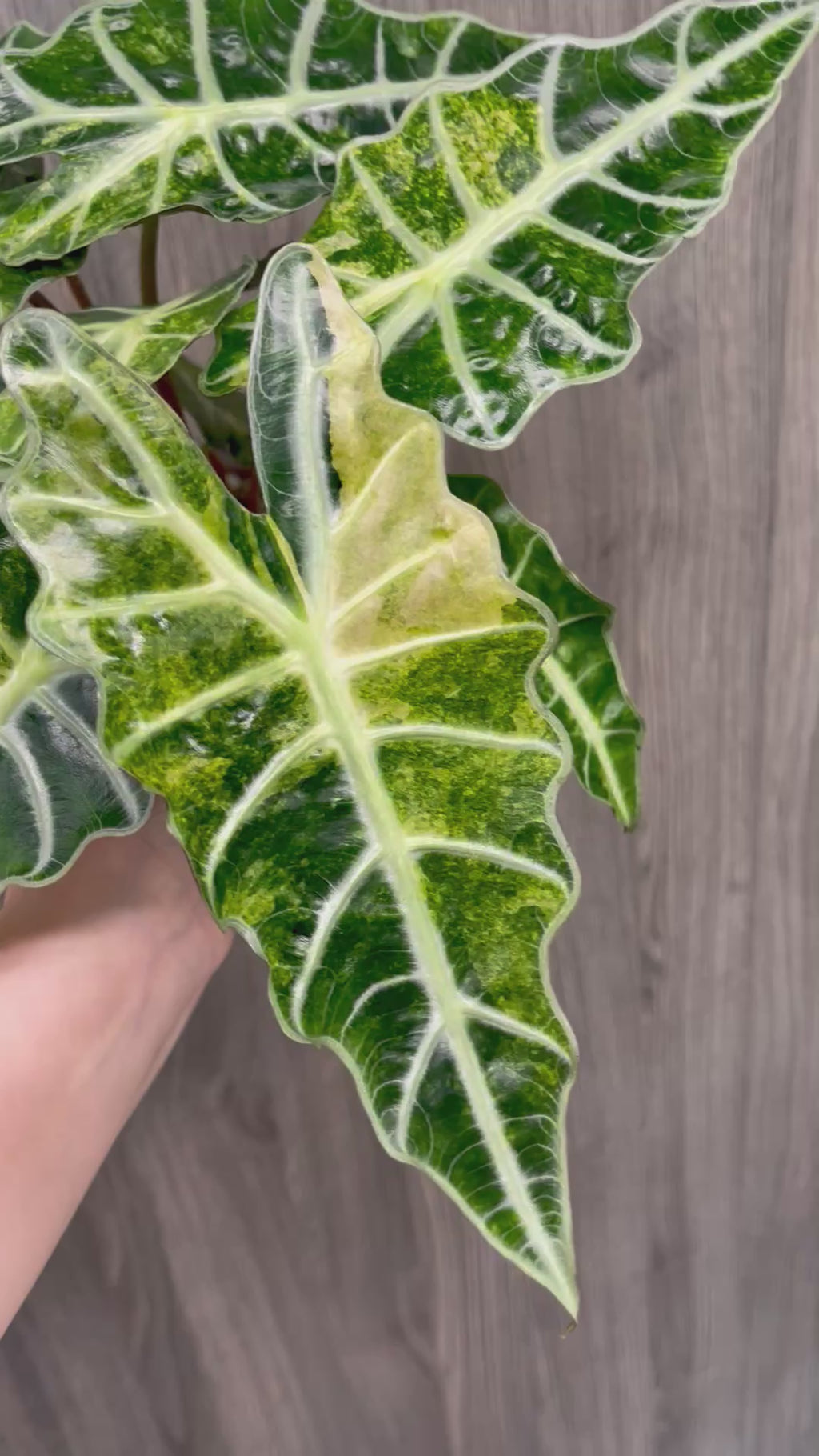 Alocasia Polly Aurea Splash