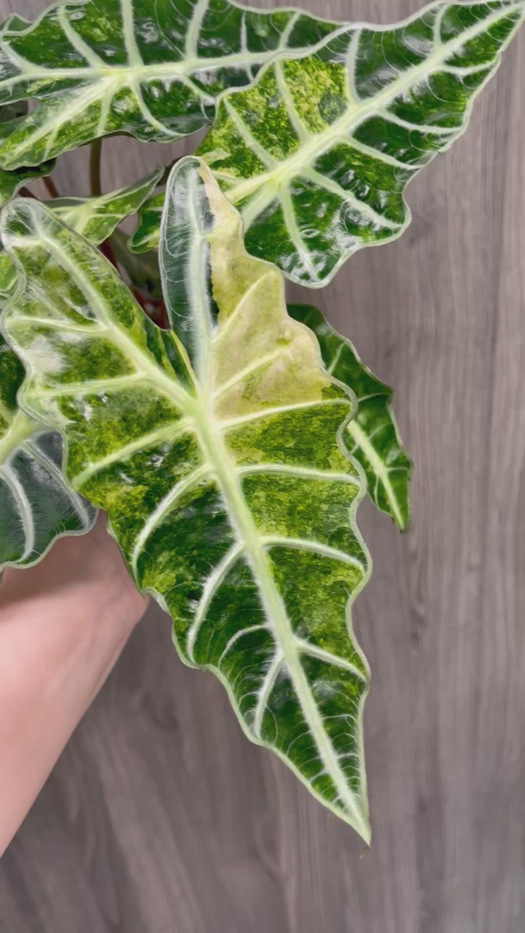 Alocasia Polly Aurea Splash