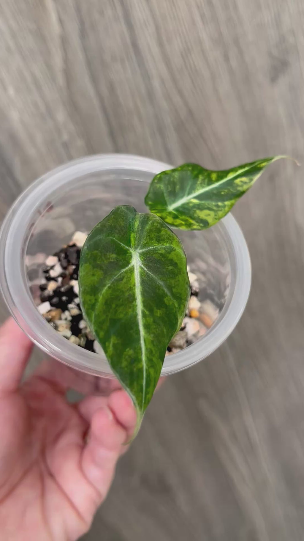 Alocasia Black Velvet Aurea