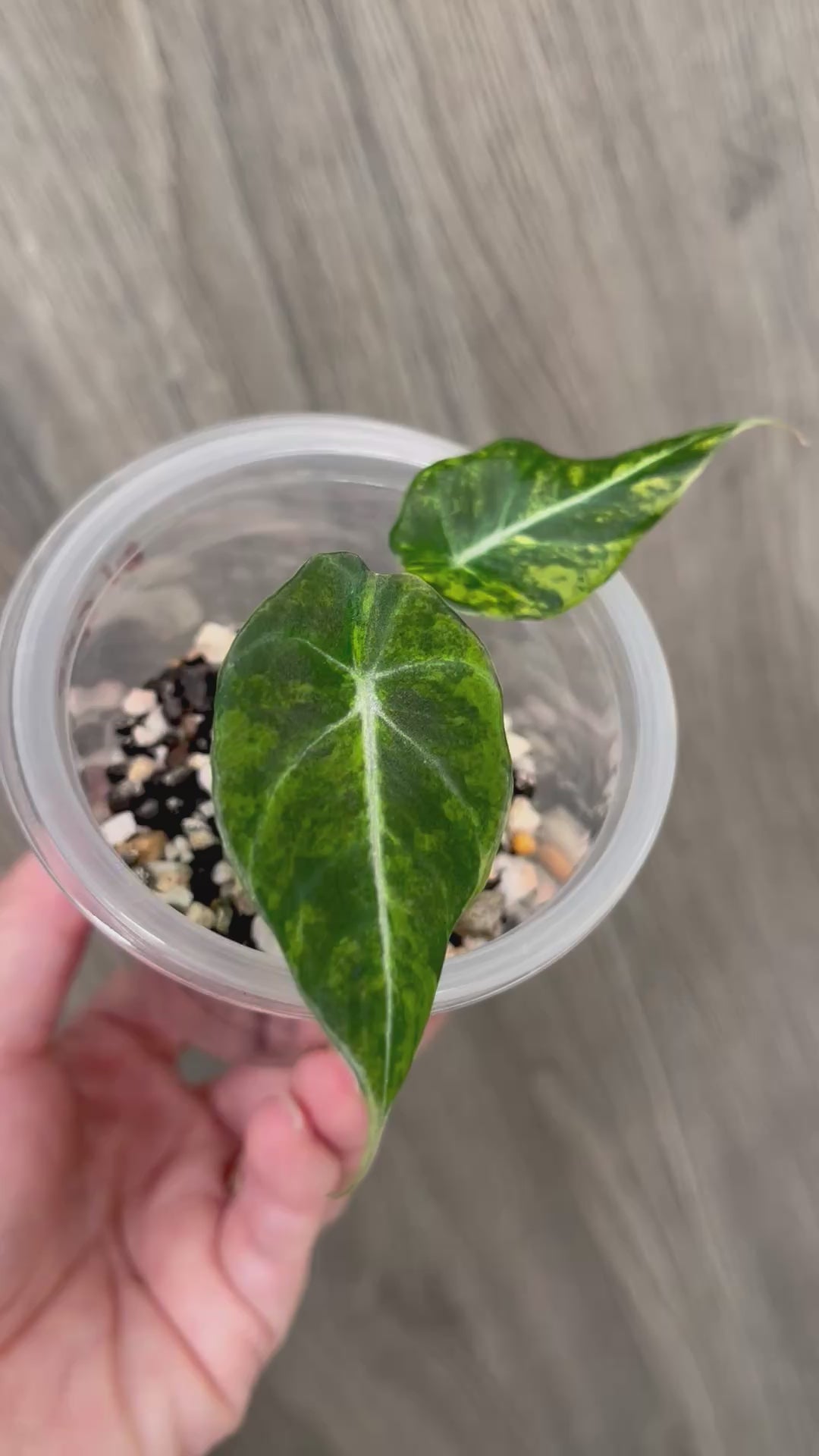 Alocasia Black Velvet Aurea