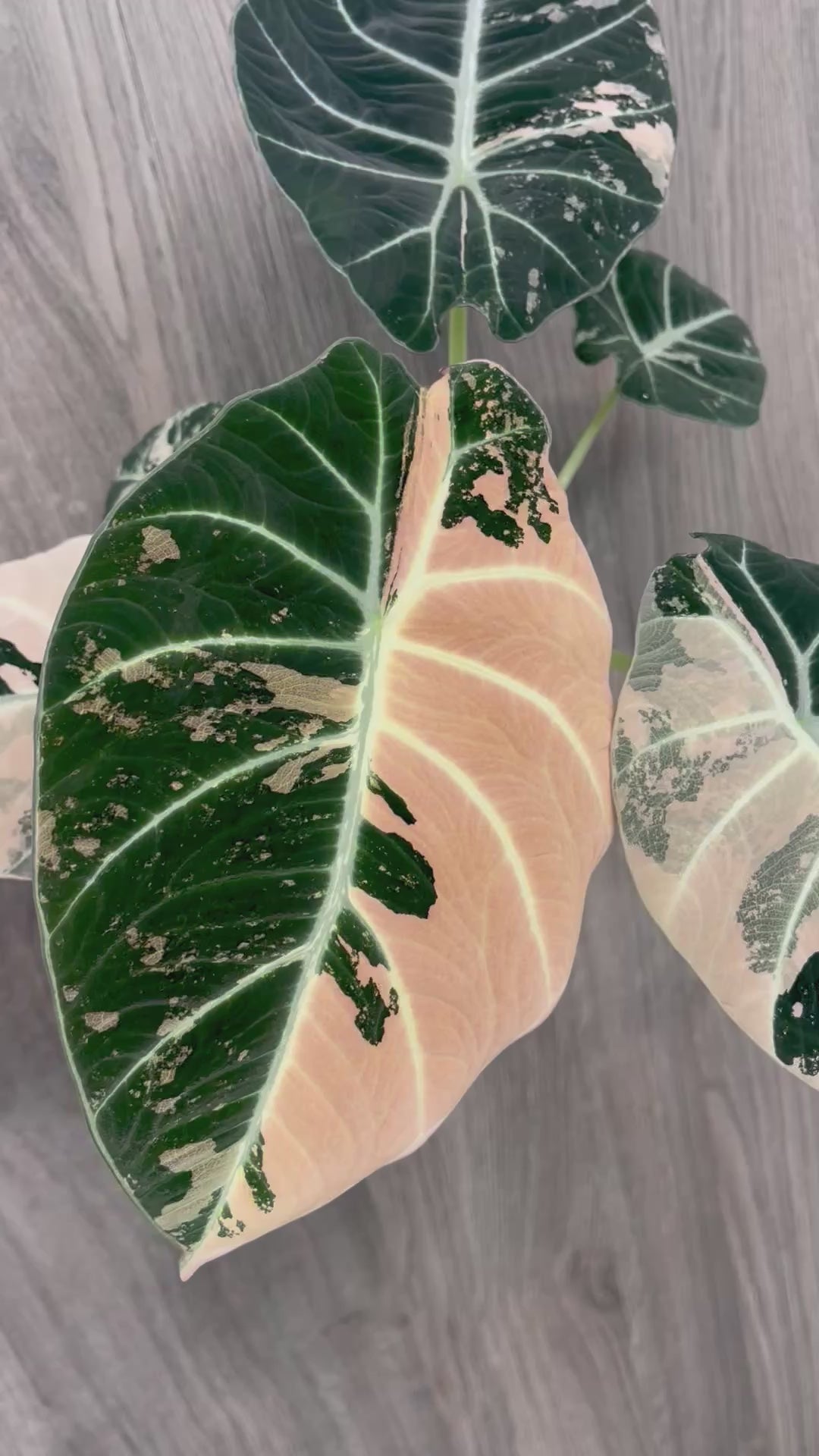 Alocasia Black Velvet Pink D