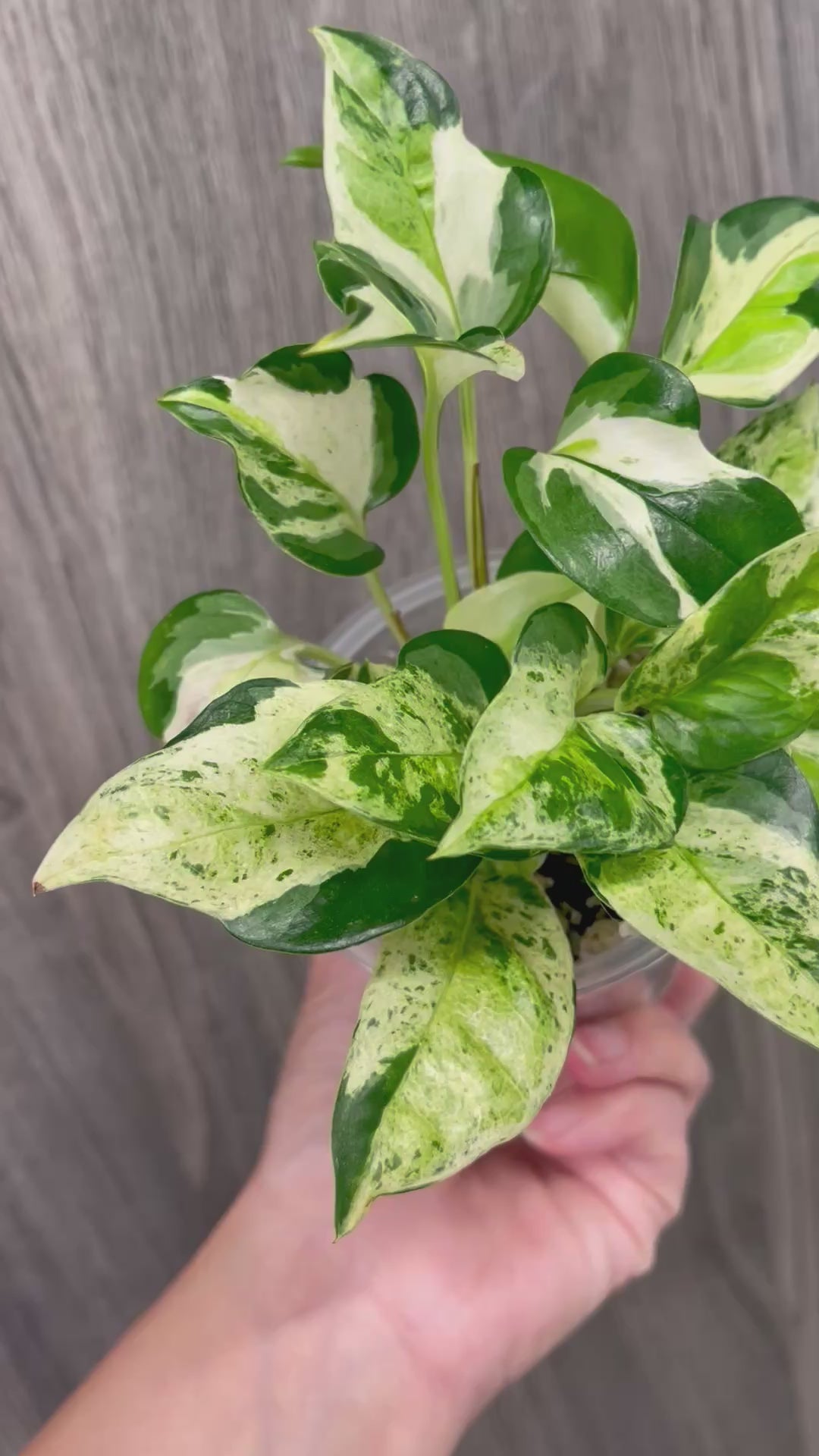 Pothos Japanese Global B