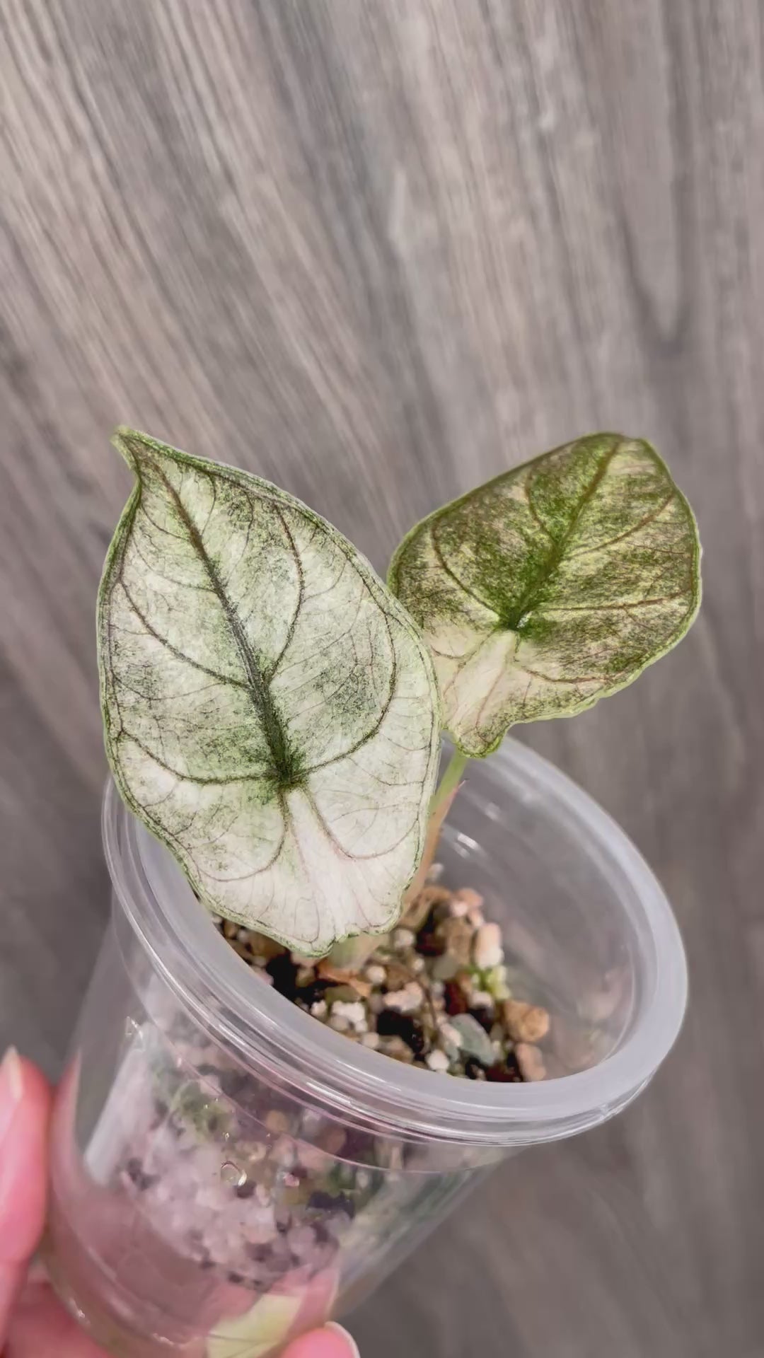 Alocasia Azlanii Pink Mint A