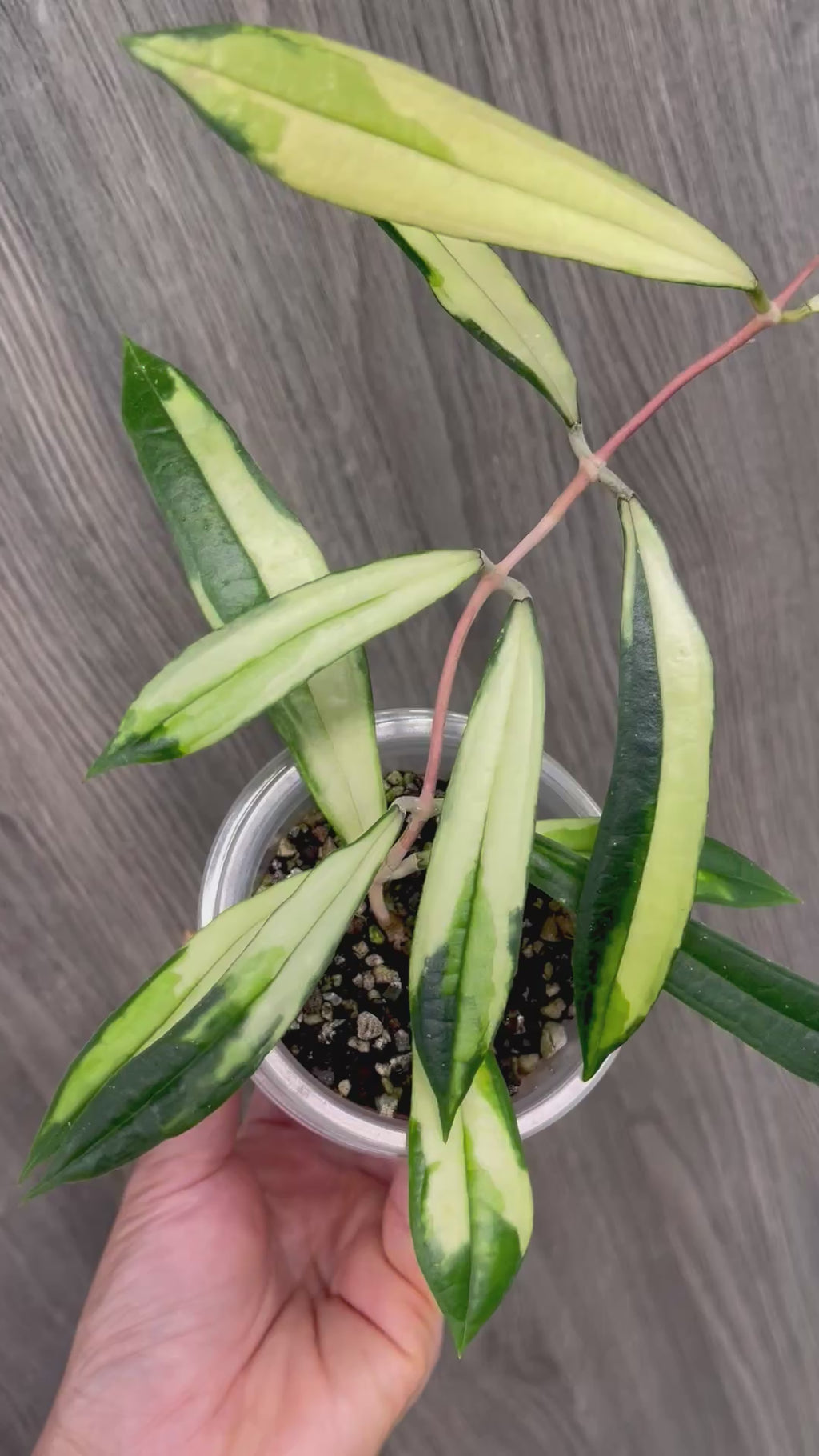 Hoya Rigidifolia Variegated