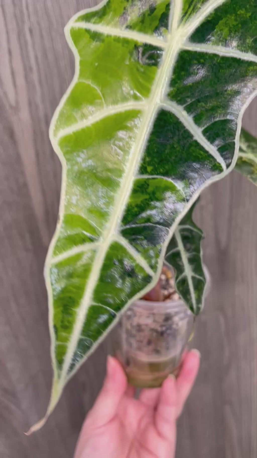 Alocasia Sanderiana Bull Aurea