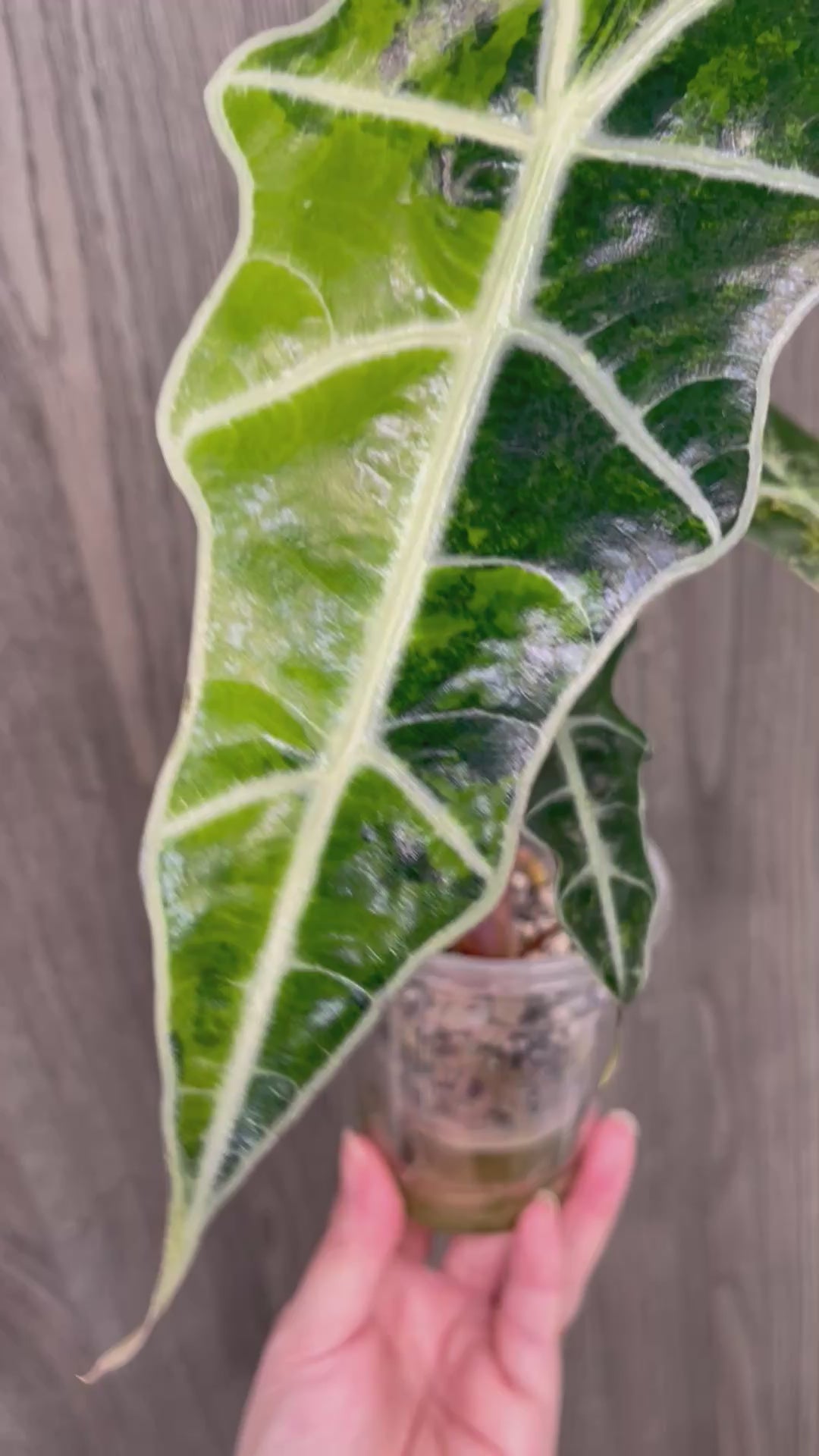 Alocasia Sanderiana Bull Aurea