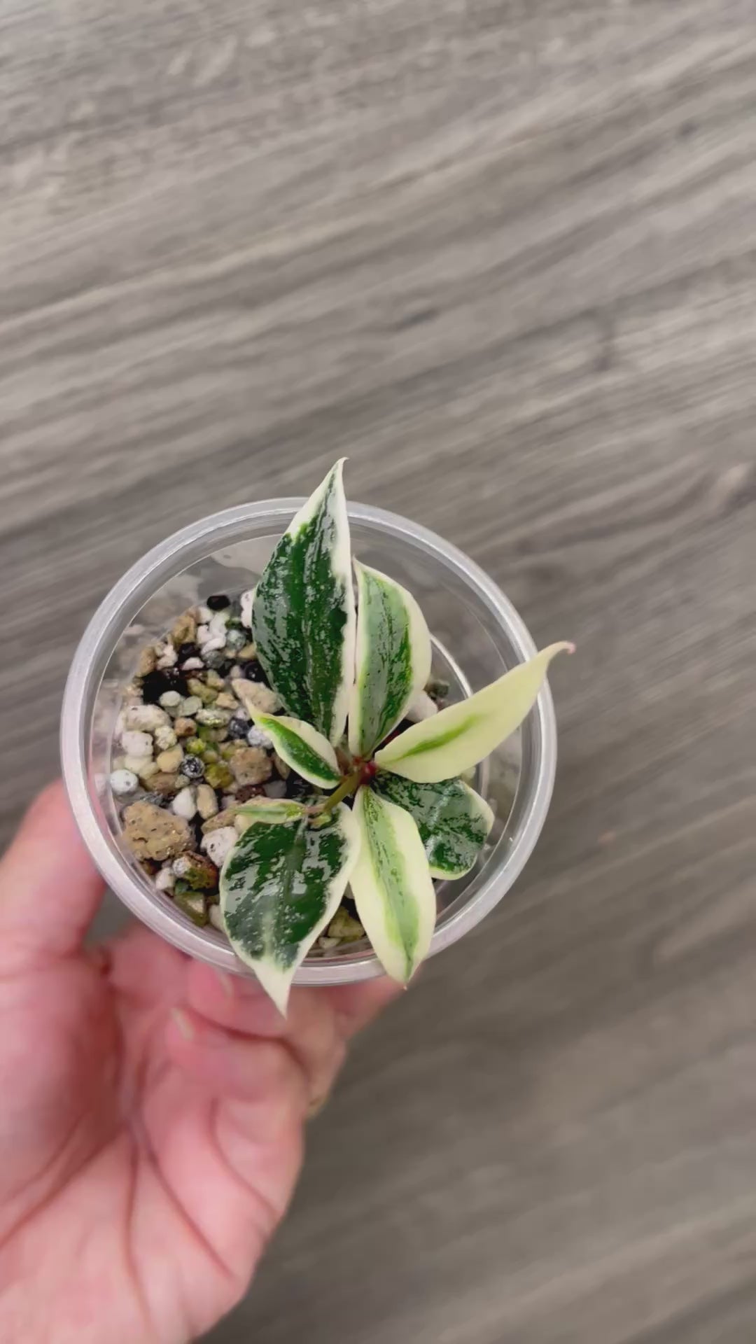 Hoya Lacunosa Lumina B