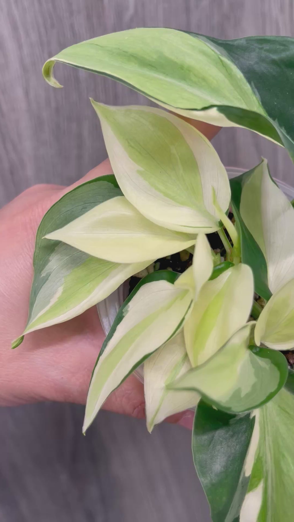 Philodendron Gabby