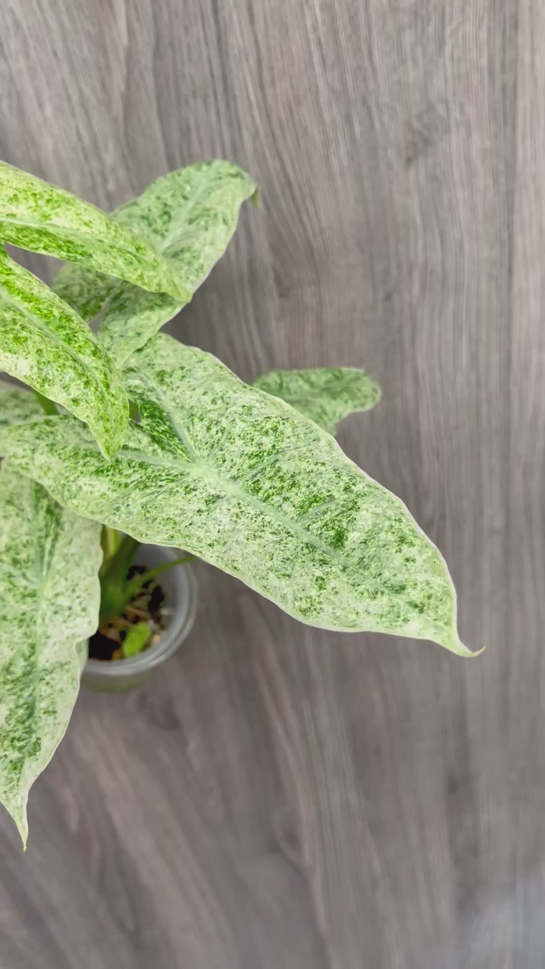 Alocasia Longiloba Mint Marble B