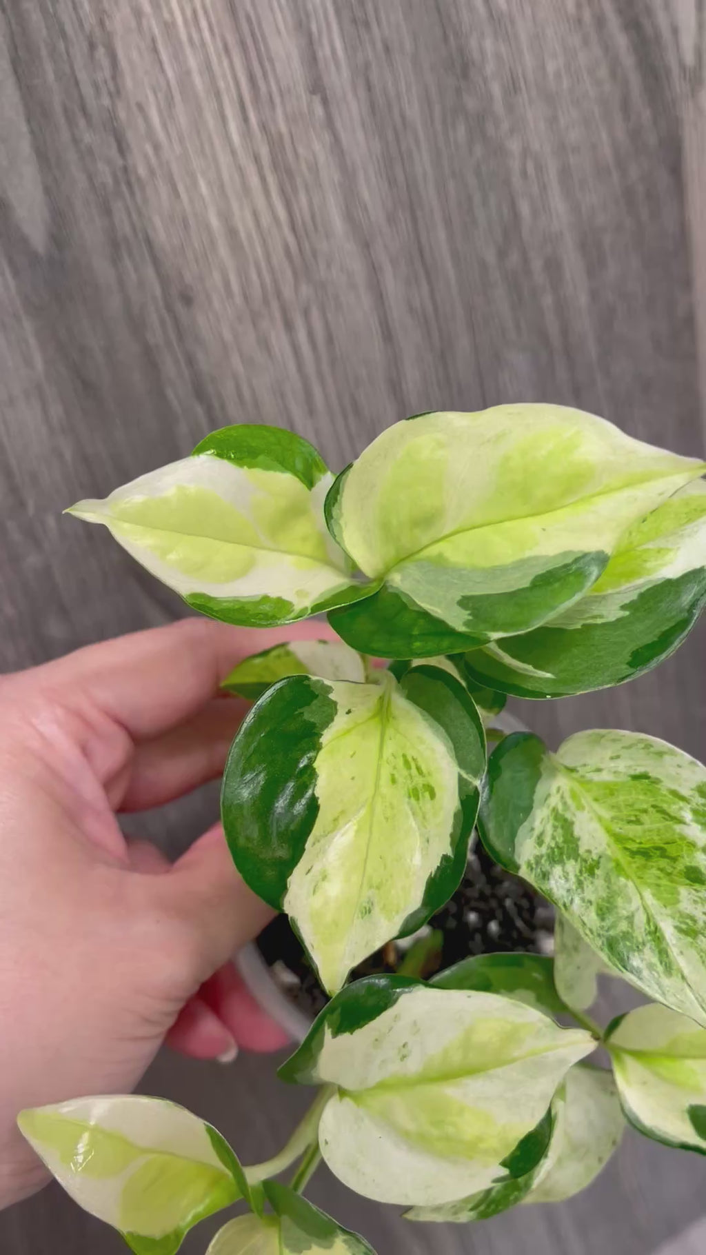 Pothos Japanese Global
