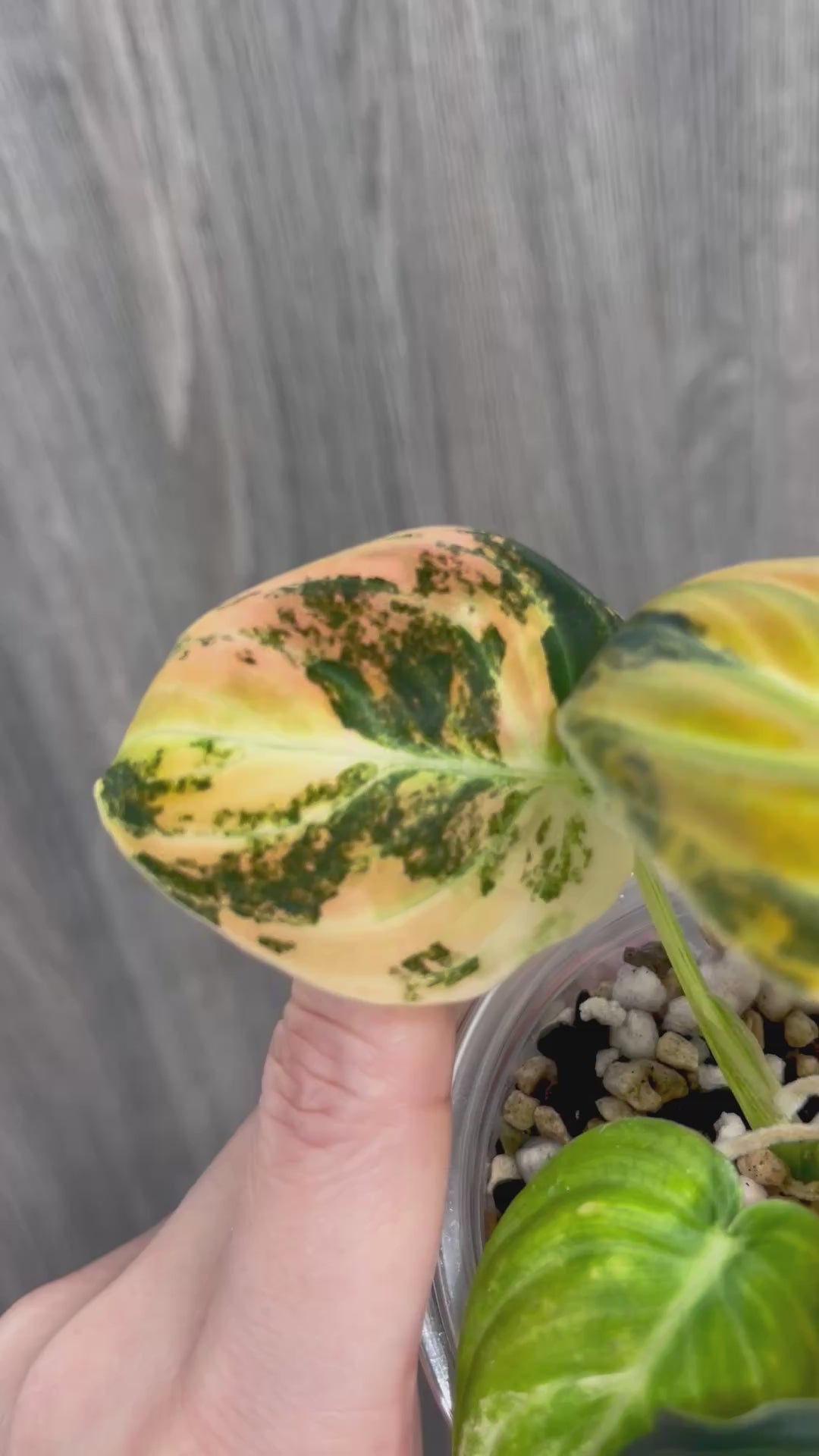 Philo Melano Orange Bonfire B