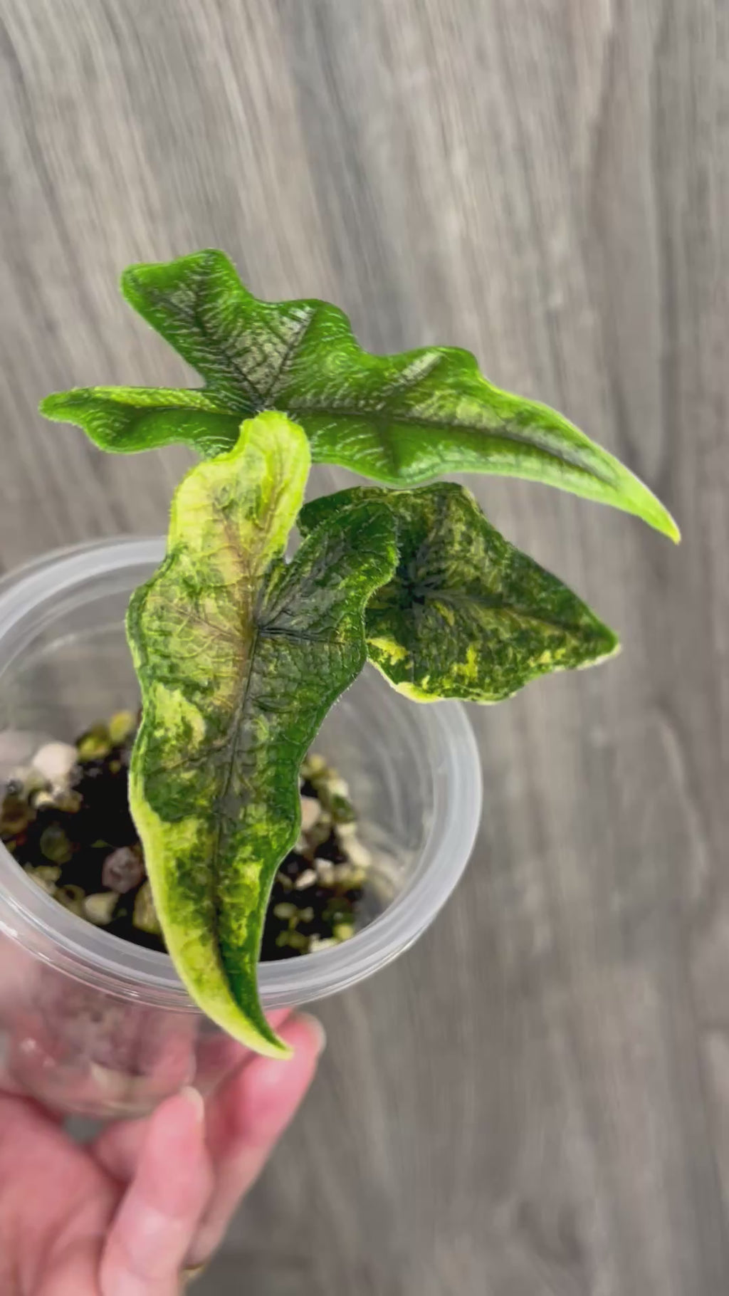 Alocasia Jacklyn Aurea