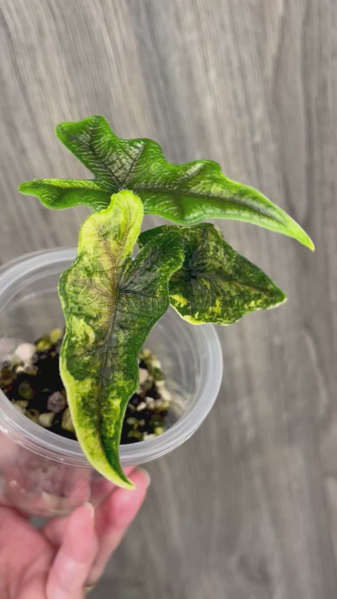 Alocasia Jacklyn Aurea