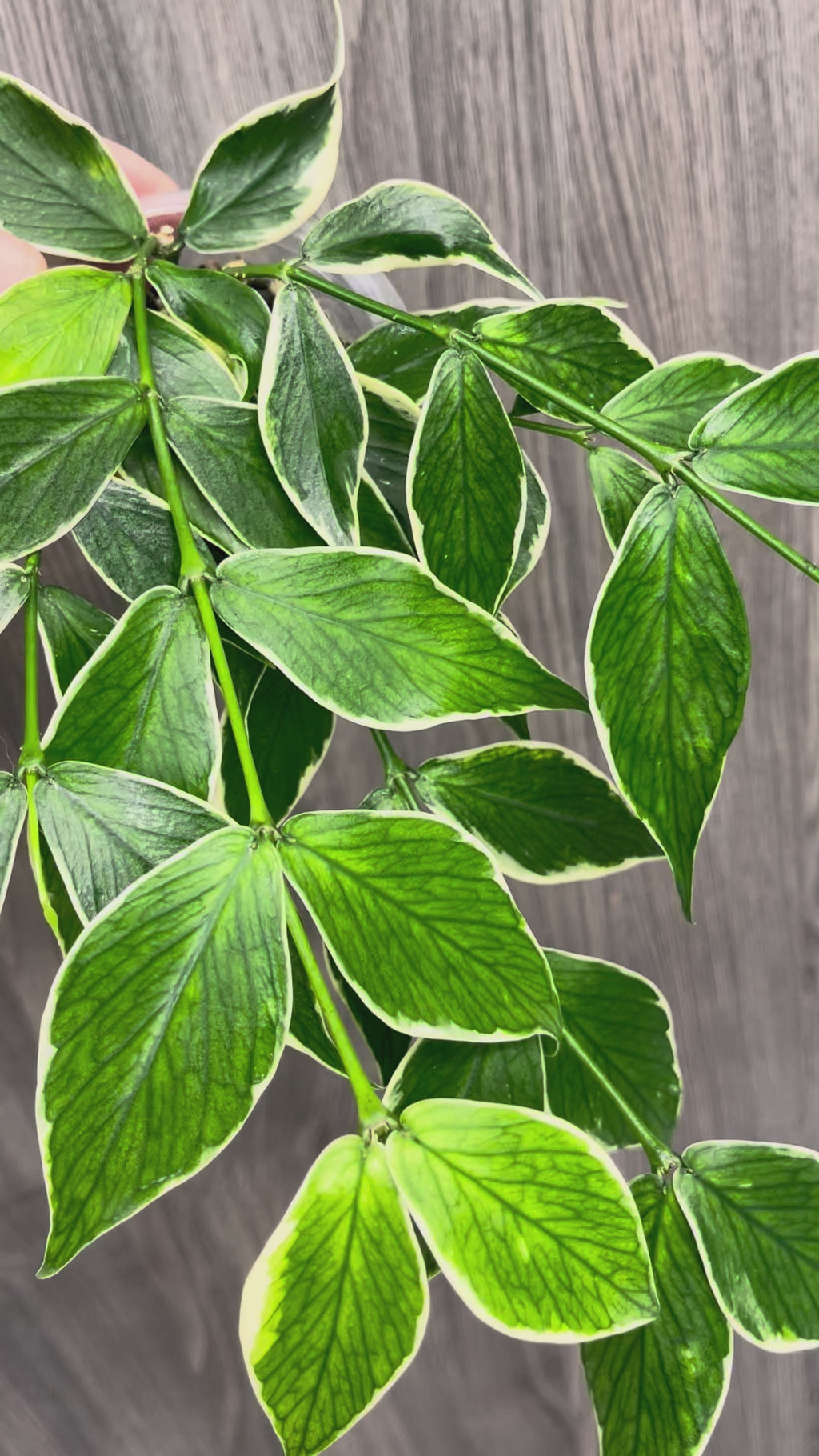 Hoya Polyneura Outer Variegated