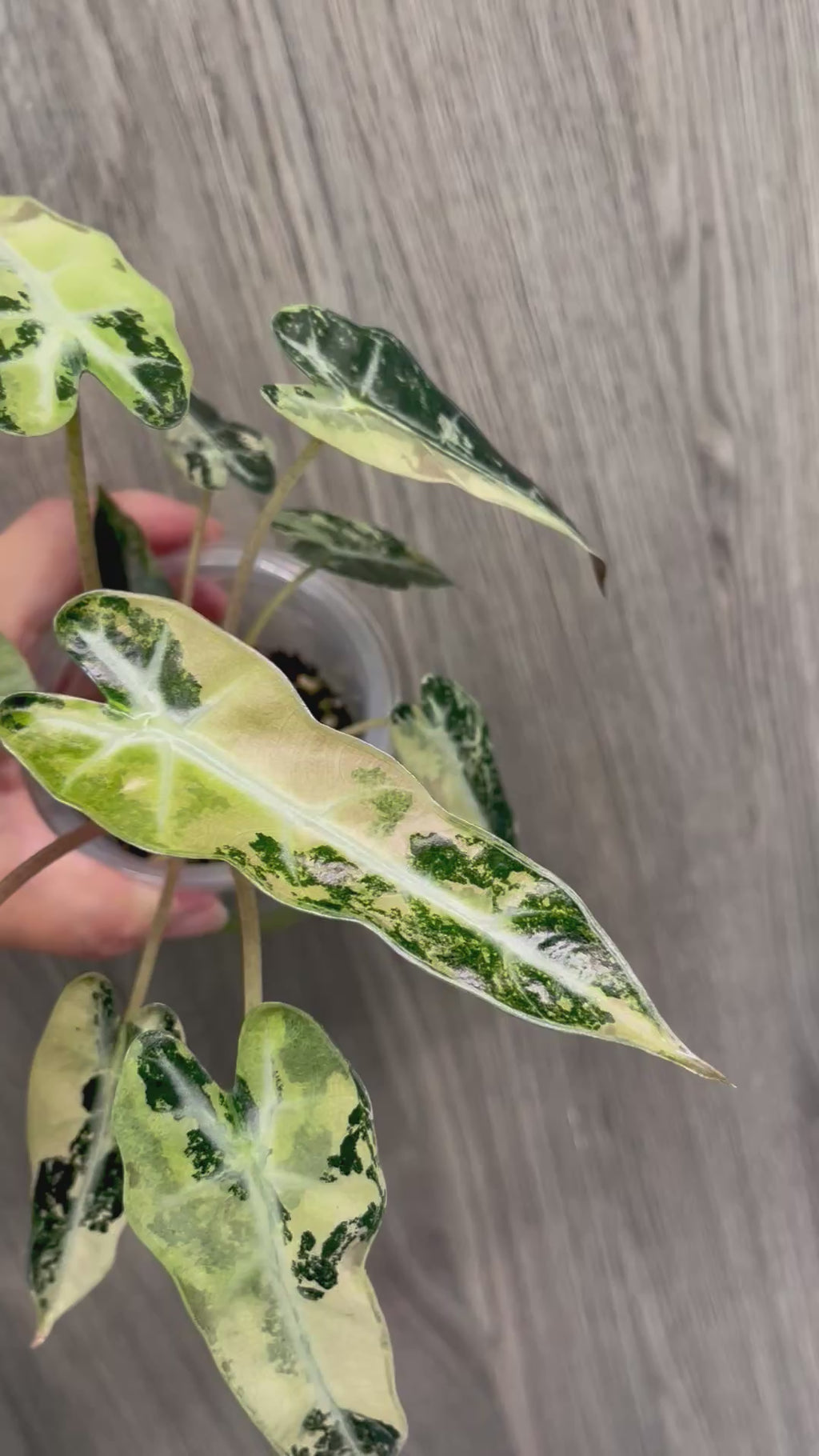 Alocasia Bambino Yellow Indo B