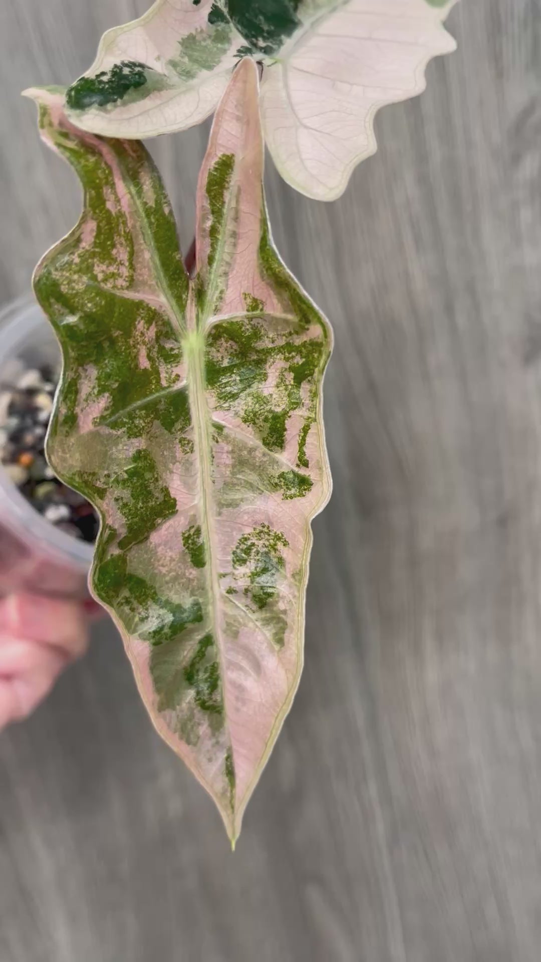 Alocasia Pseudo Pink