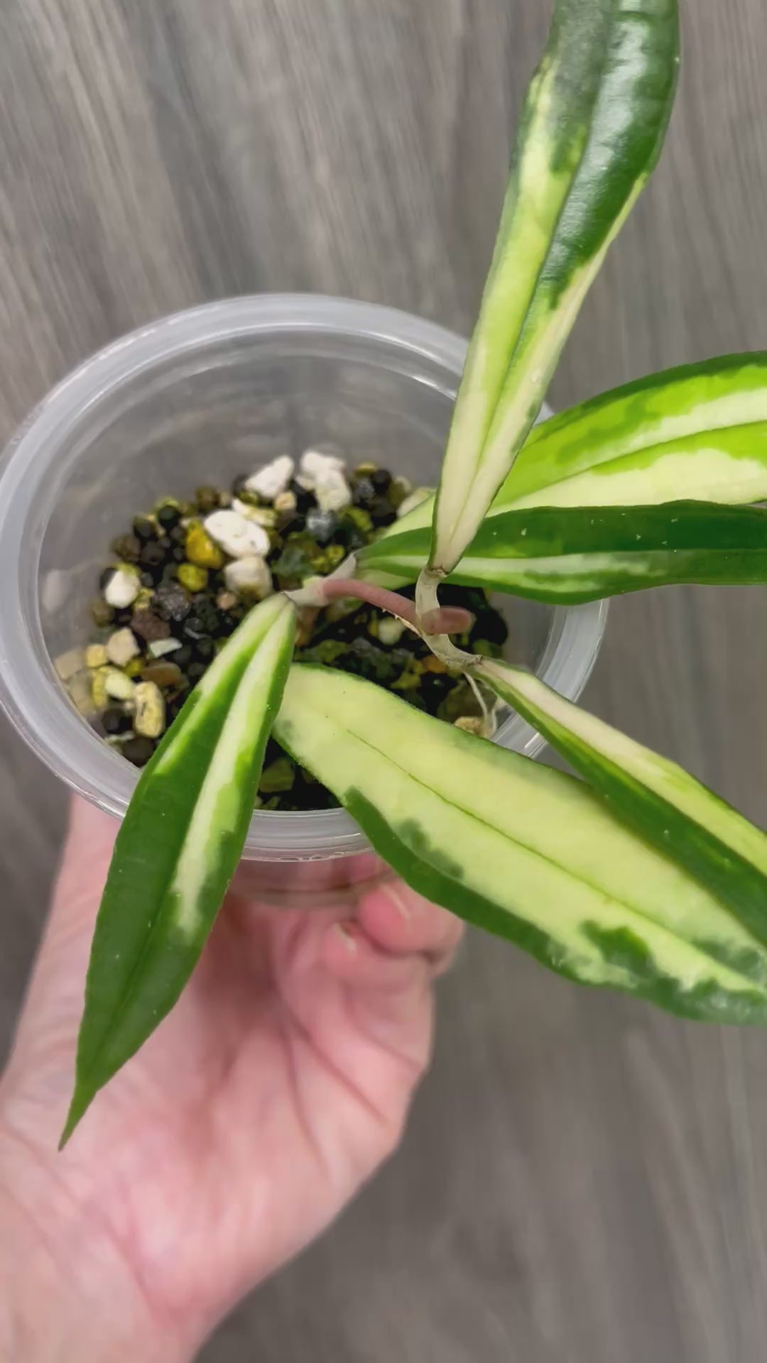 Hoya Rigidifolia Variegated