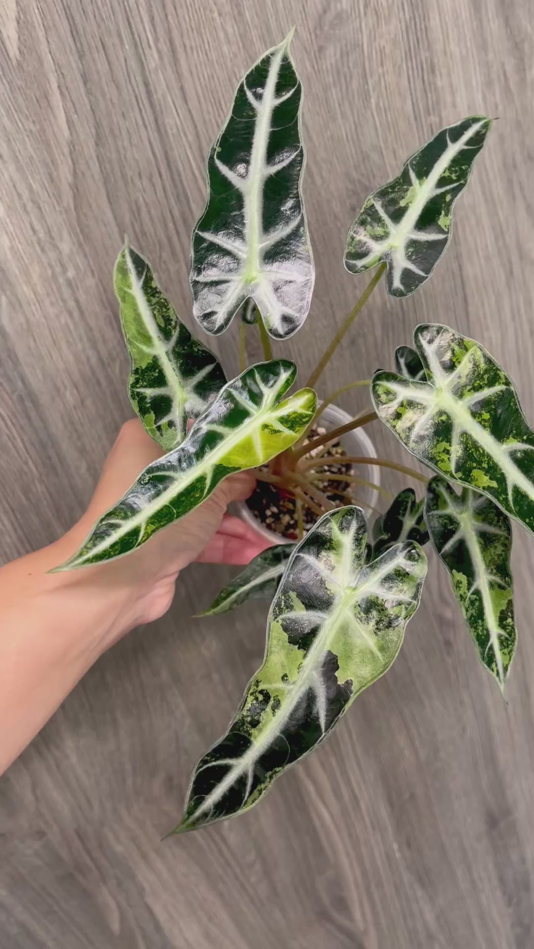 Alocasia Bambino Aurea (Indo)