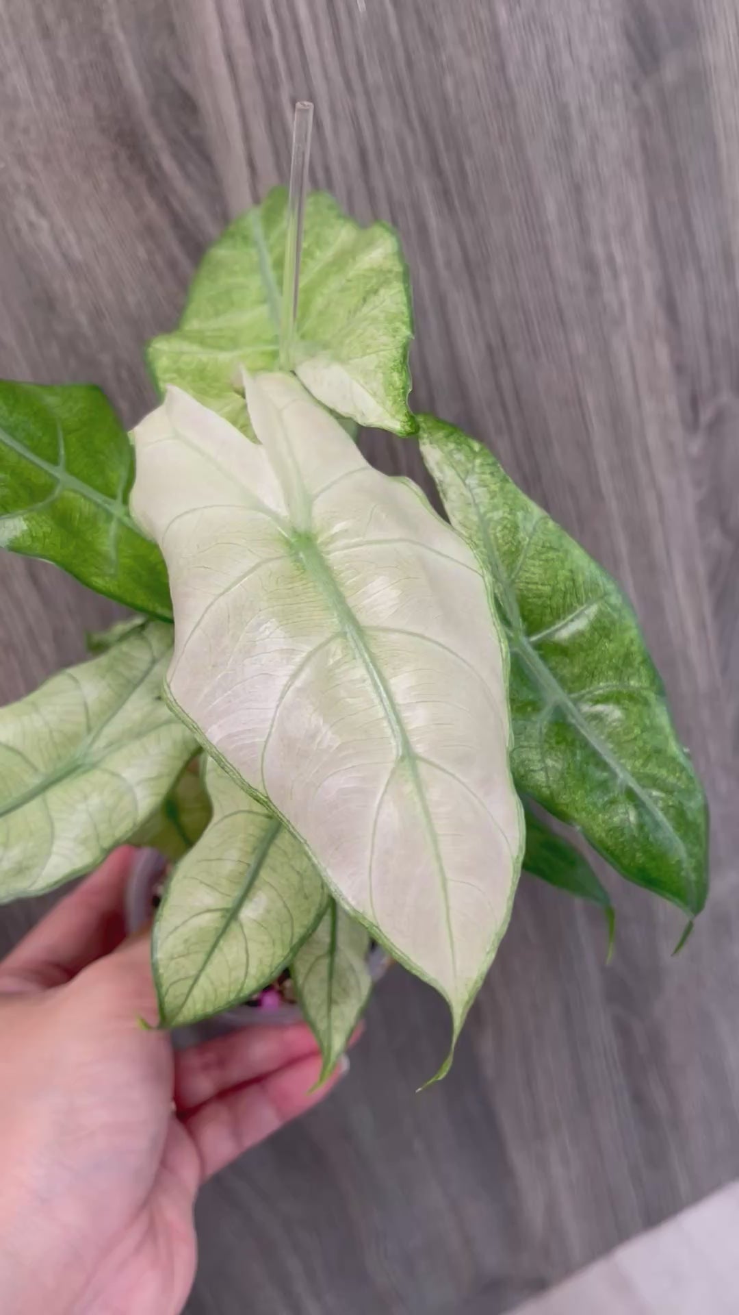 Alocasia Pink Dragon Mint