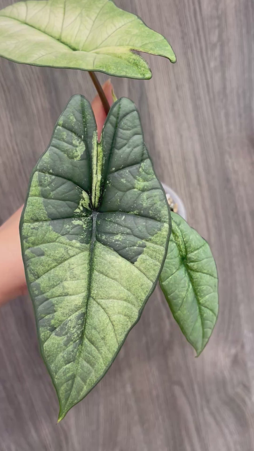 Alocasia Bisma Platinum Albo Mint