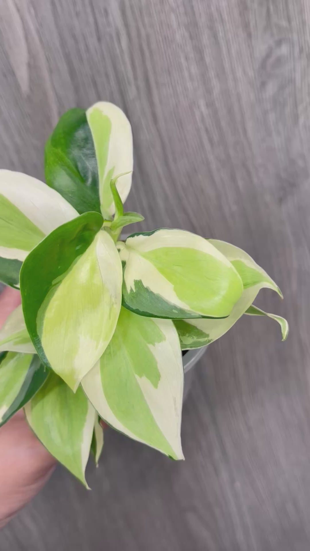 Philodendron Gabby B
