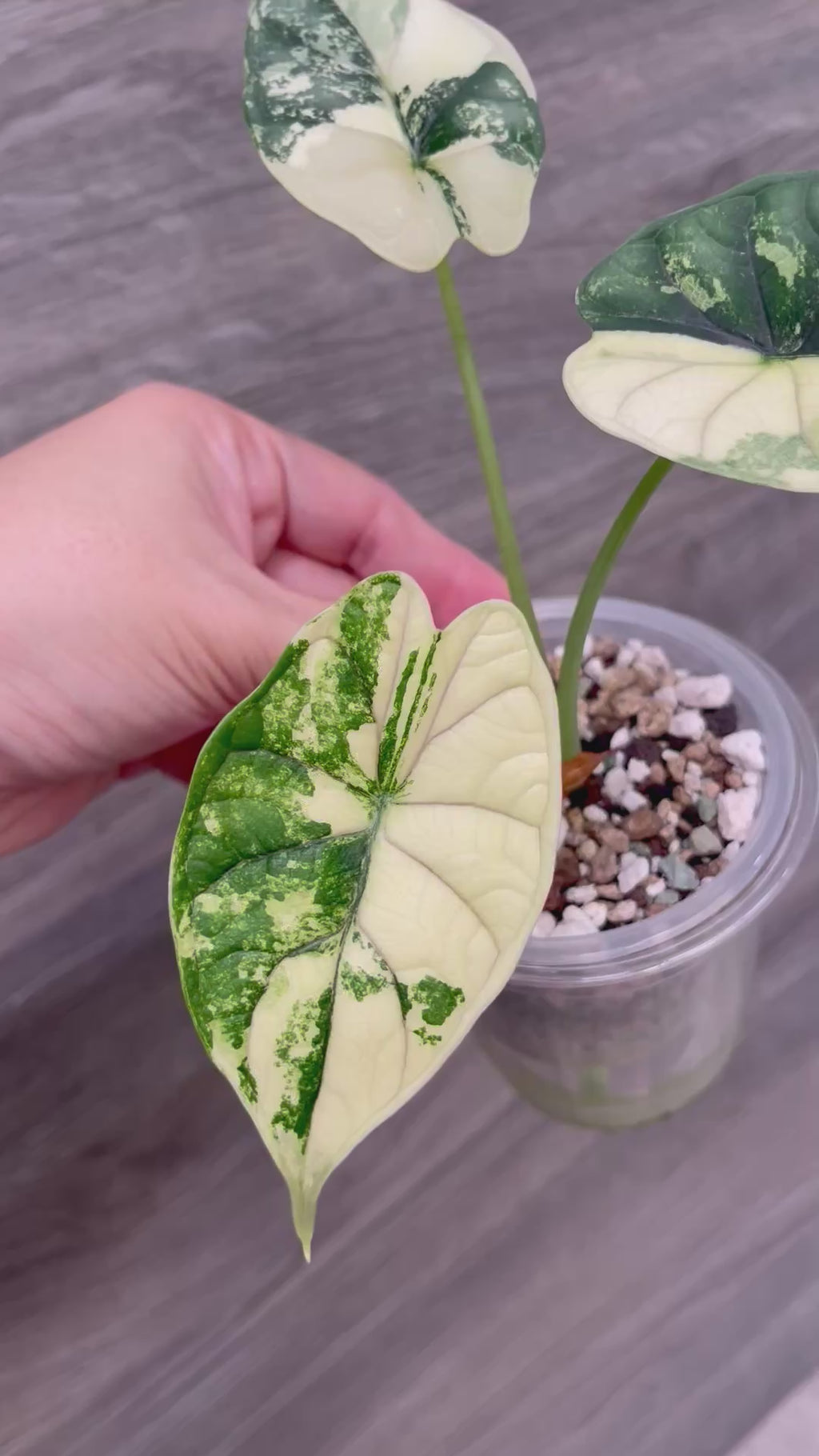 Alocasia Dragon Scale Albo