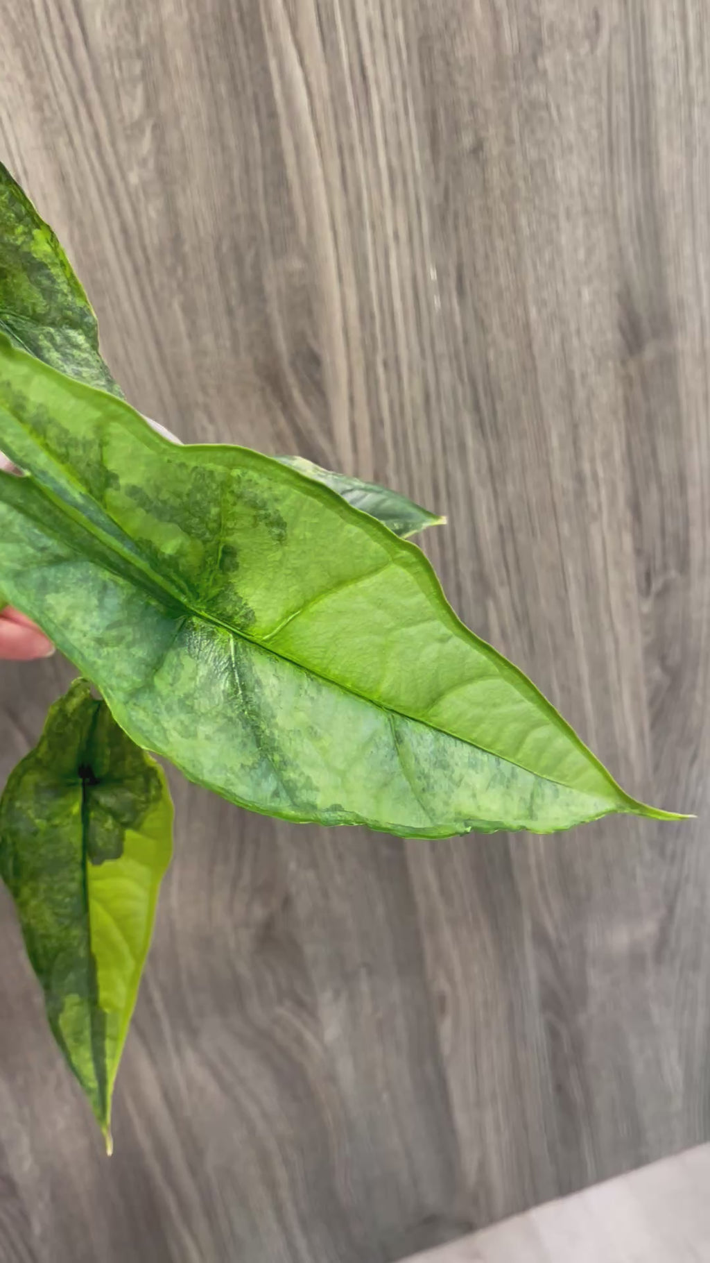 Alocasia Dragon Breath Aurea