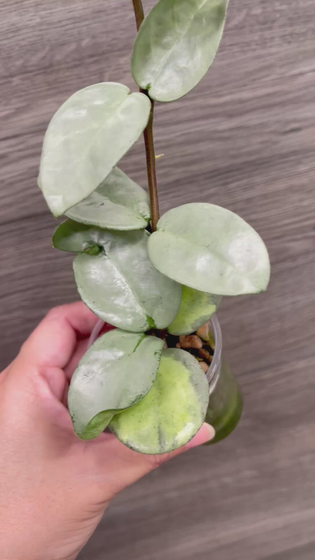 Hoya Nova Ghost