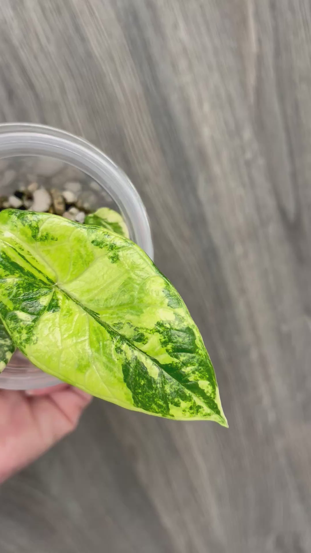 Alocasia Scalprum Bright Aurea