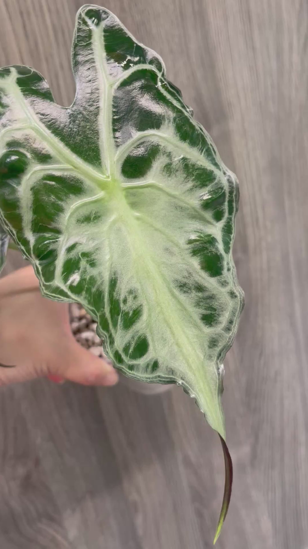 Alocasia Venom
