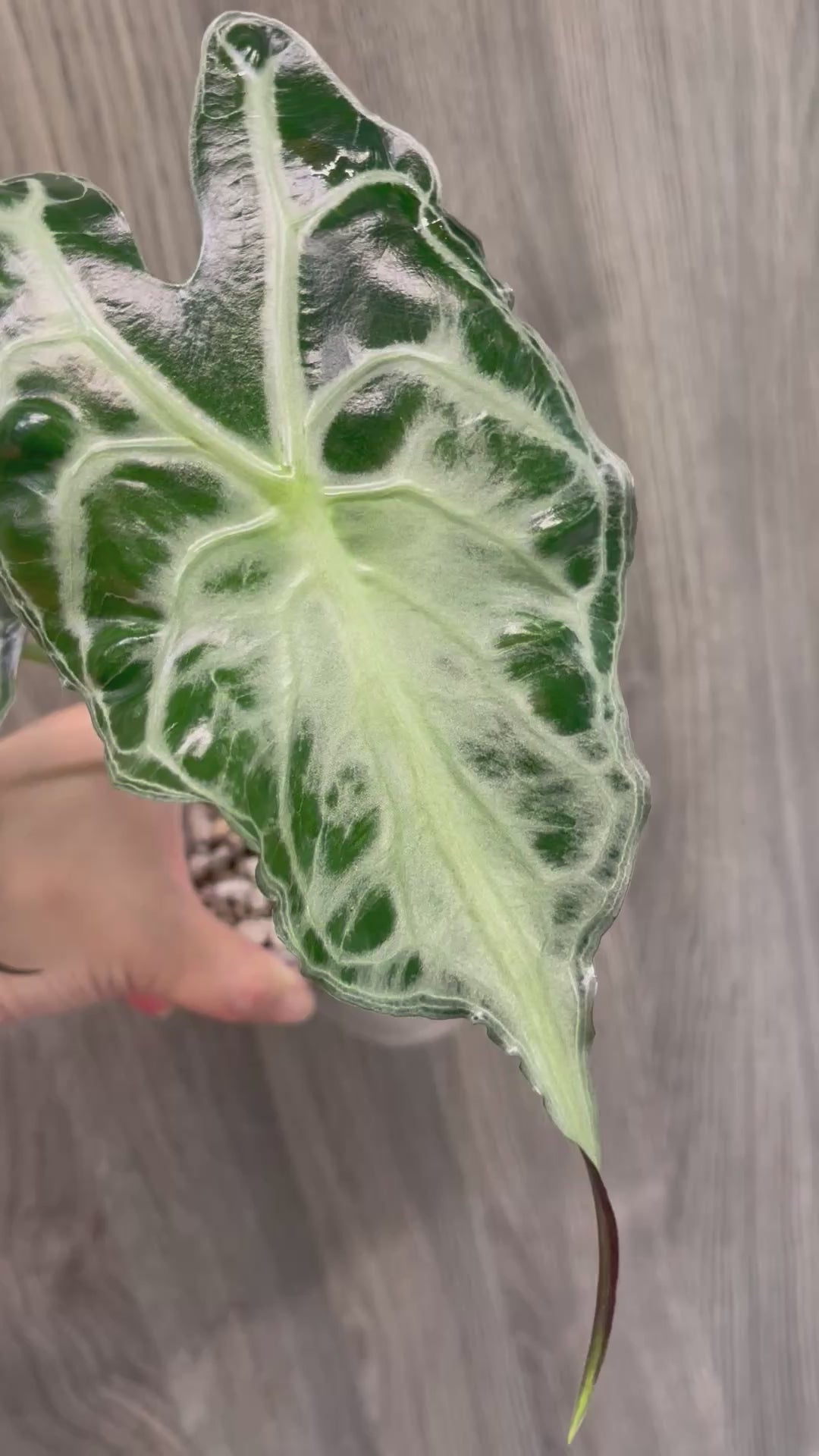 Alocasia Venom