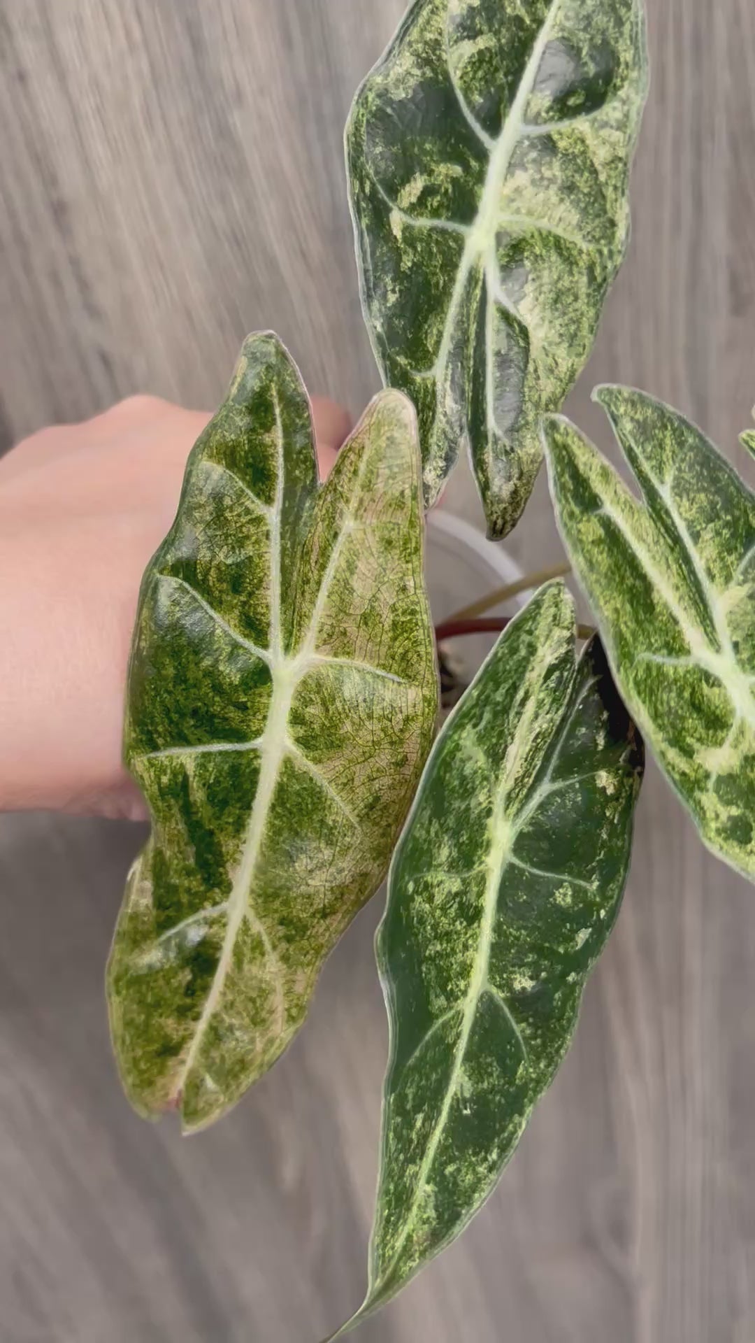 Alocasia Black Satun Pink Stardust