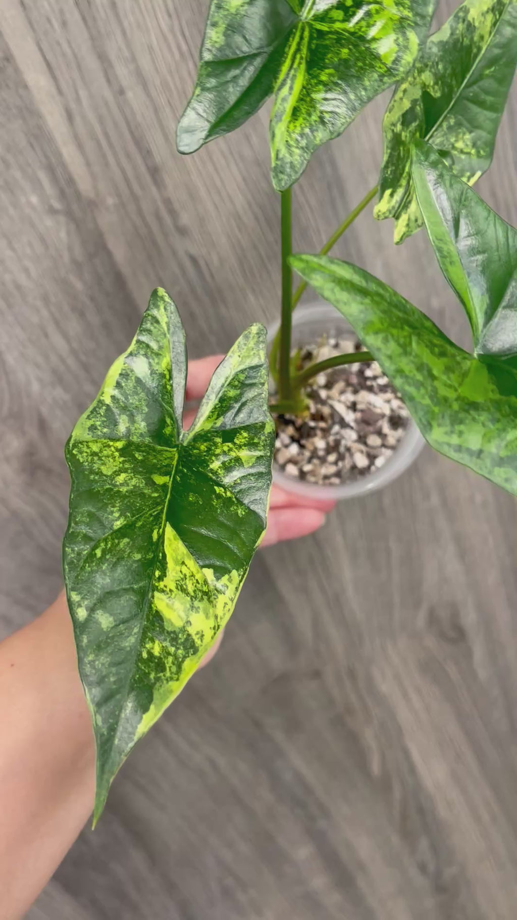 Alocasia Simpo Aurea A