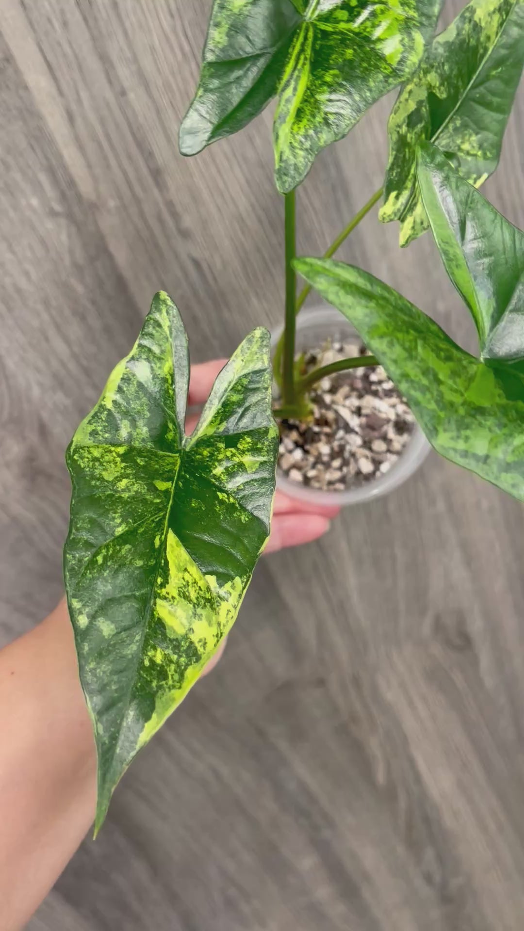 Alocasia Simpo Aurea A