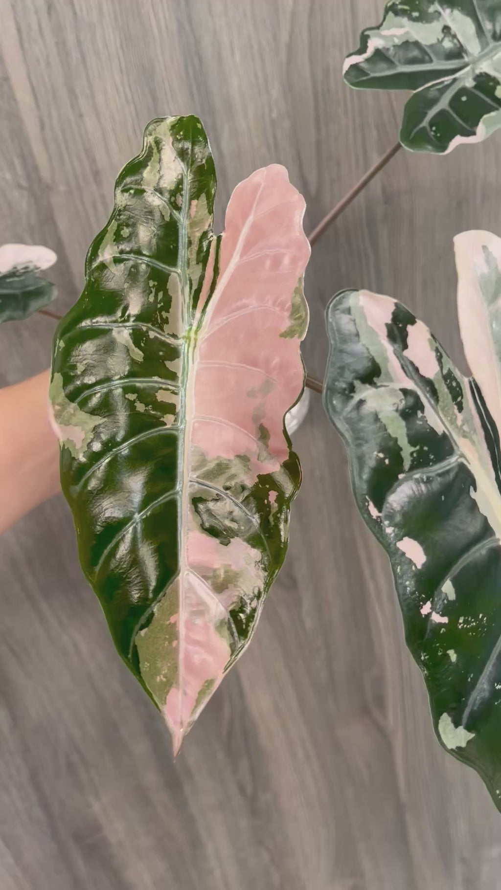 Alocasia Chantrieri Pink B